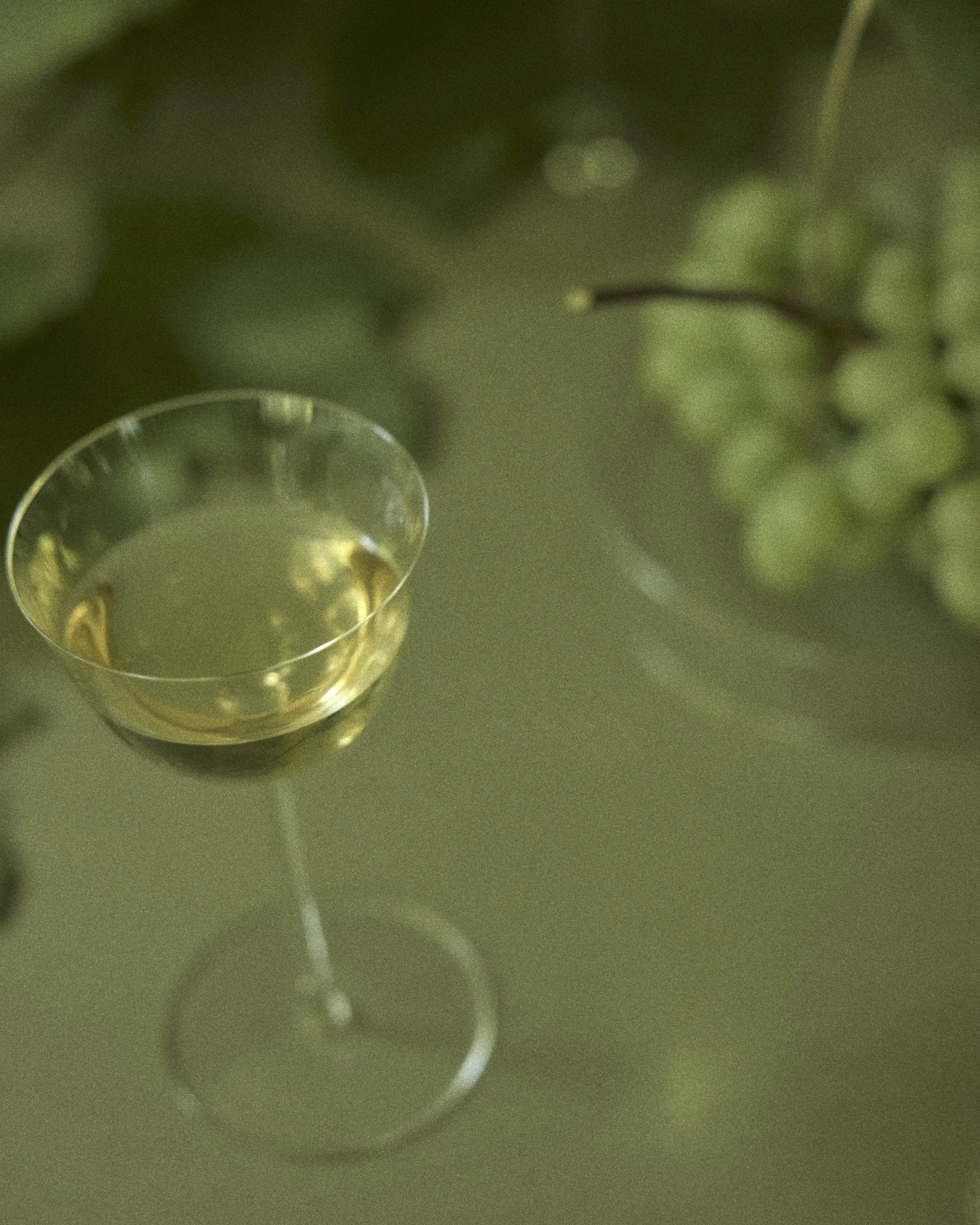 Domencia Agostino Leibowitz - Grapes 1.JPG