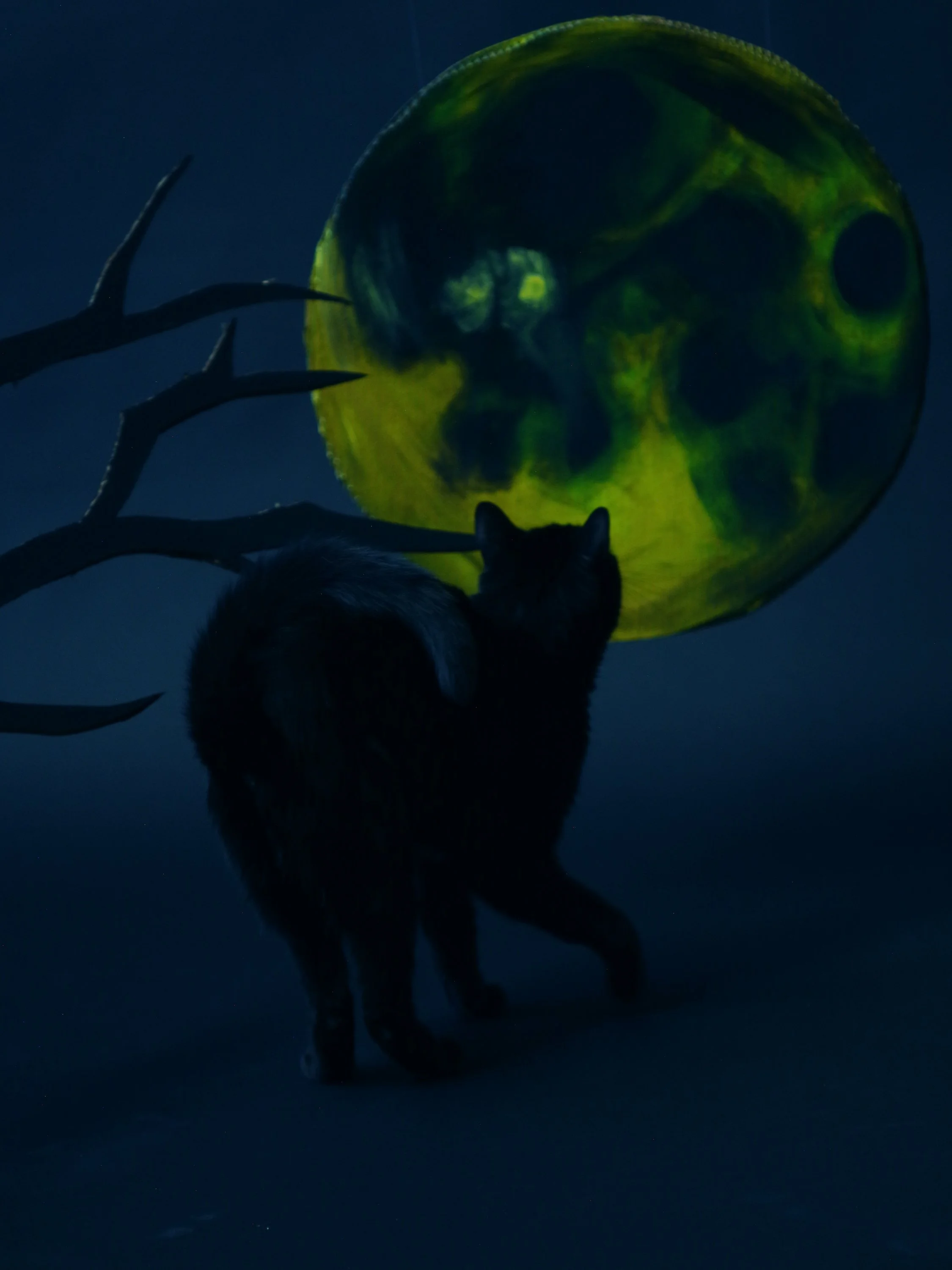 Cat and the moon.JPG