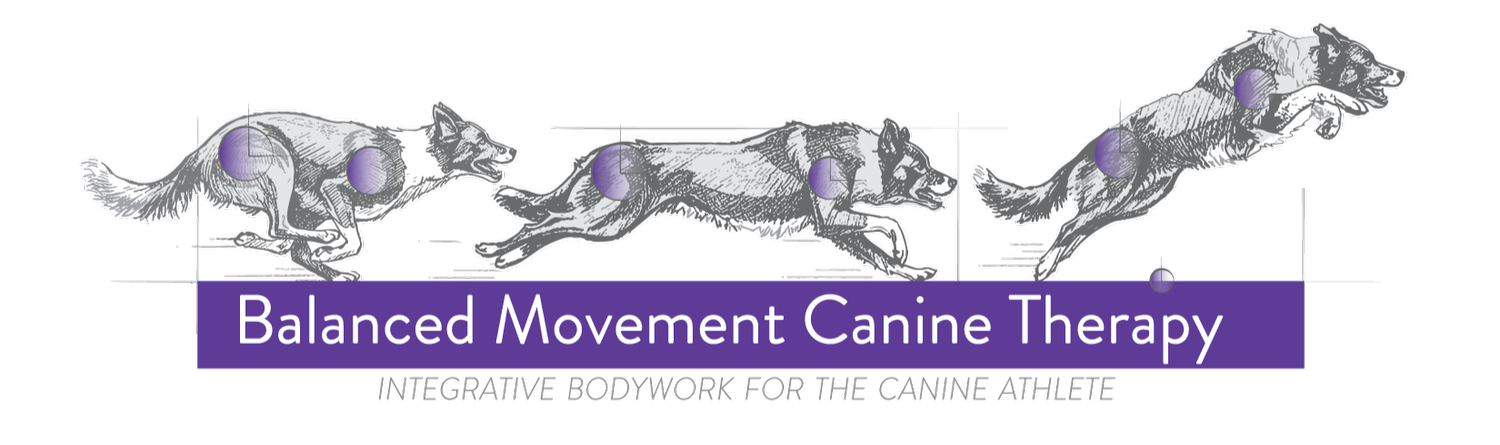 Balanced Movement Canine Therapy