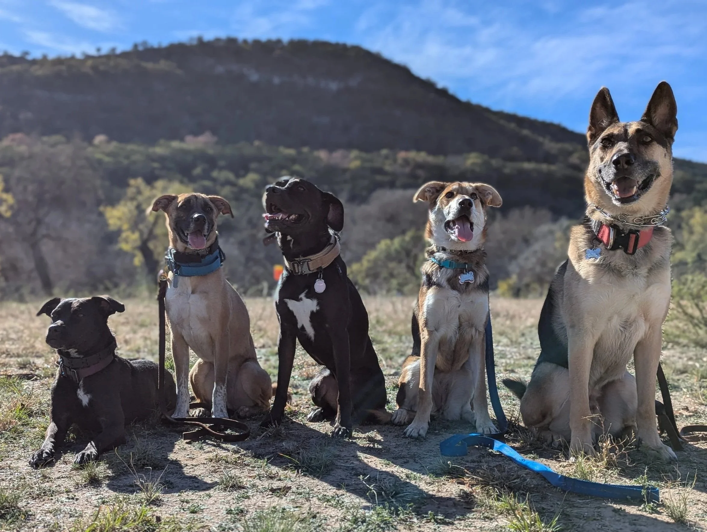 Five dogs sitting outdoors on grass with a mountain and blue sky in the background