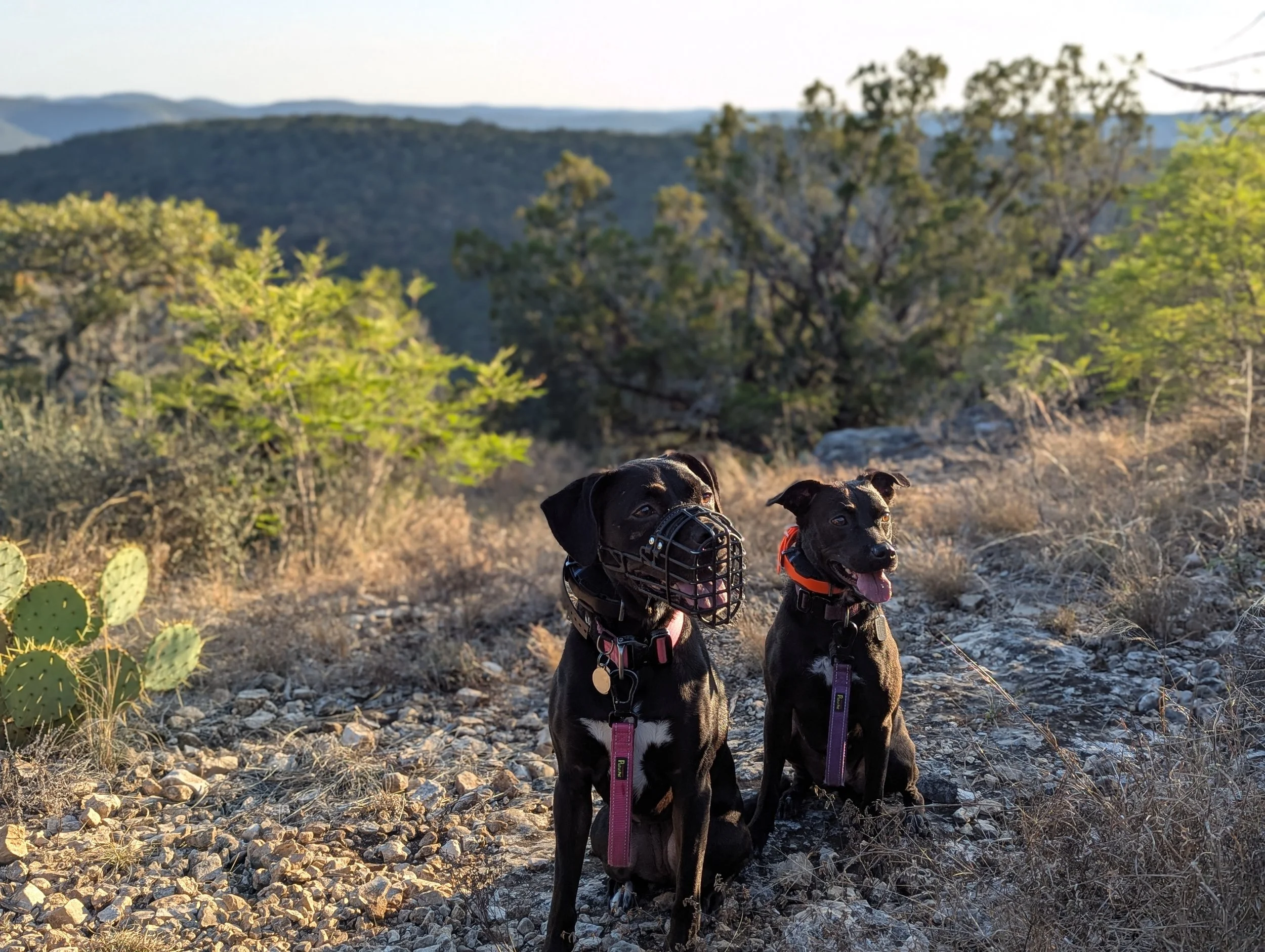 Two black dogs sitting on rocky trail in a desert landscape with green cacti and trees, hills and mountains in the background during sunset.