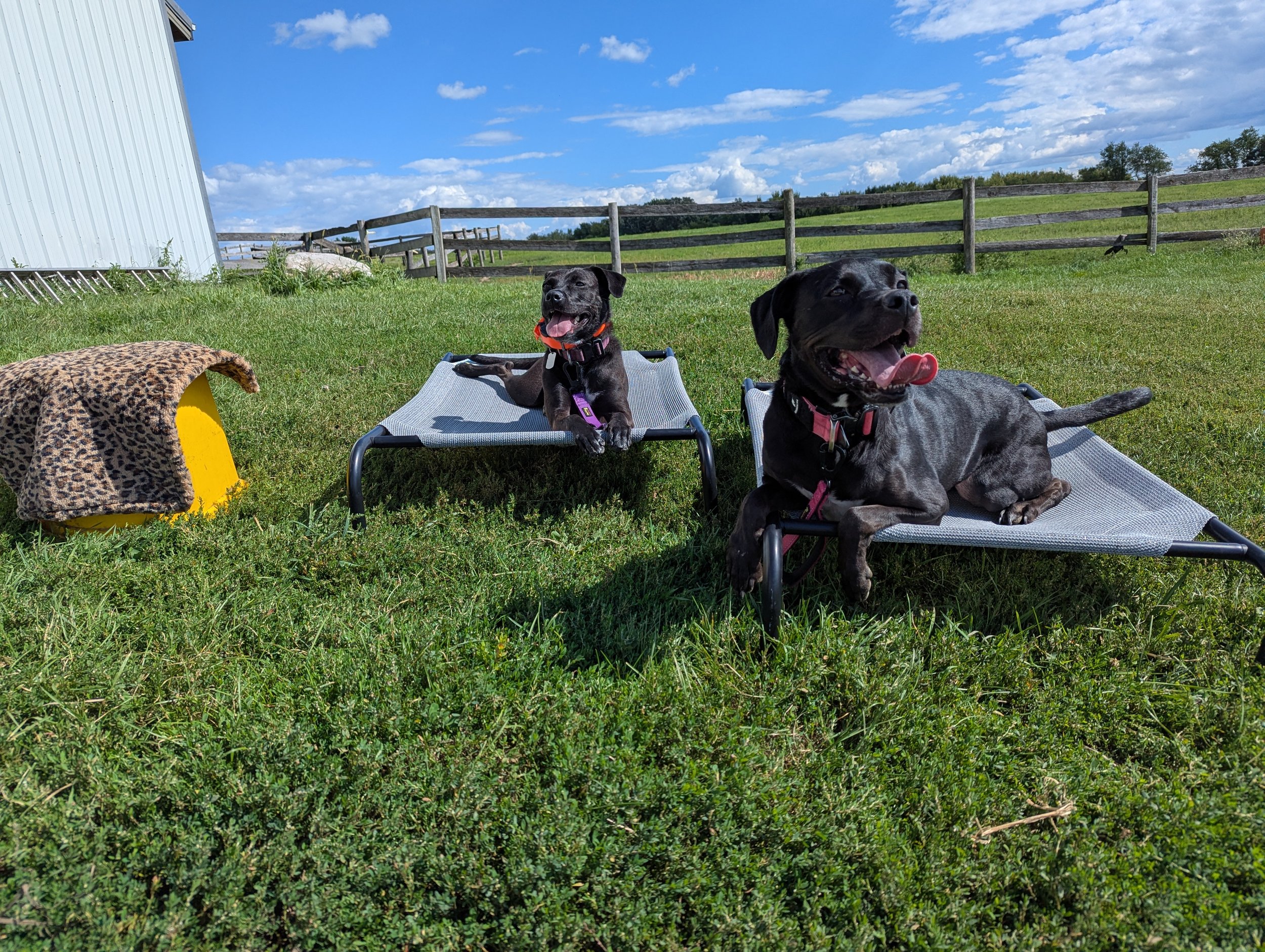 Two black dogs lying on gray pet beds in a grassy outdoor area on a sunny day with a blue sky and white clouds. A wooden fence and a white building are in the background.