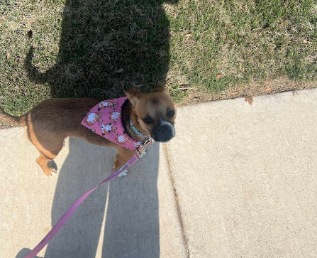 Small brown dog wearing a pink bandana with cartoon designs, standing on a sidewalk next to grass, with a shadow cast by the person taking the photo.