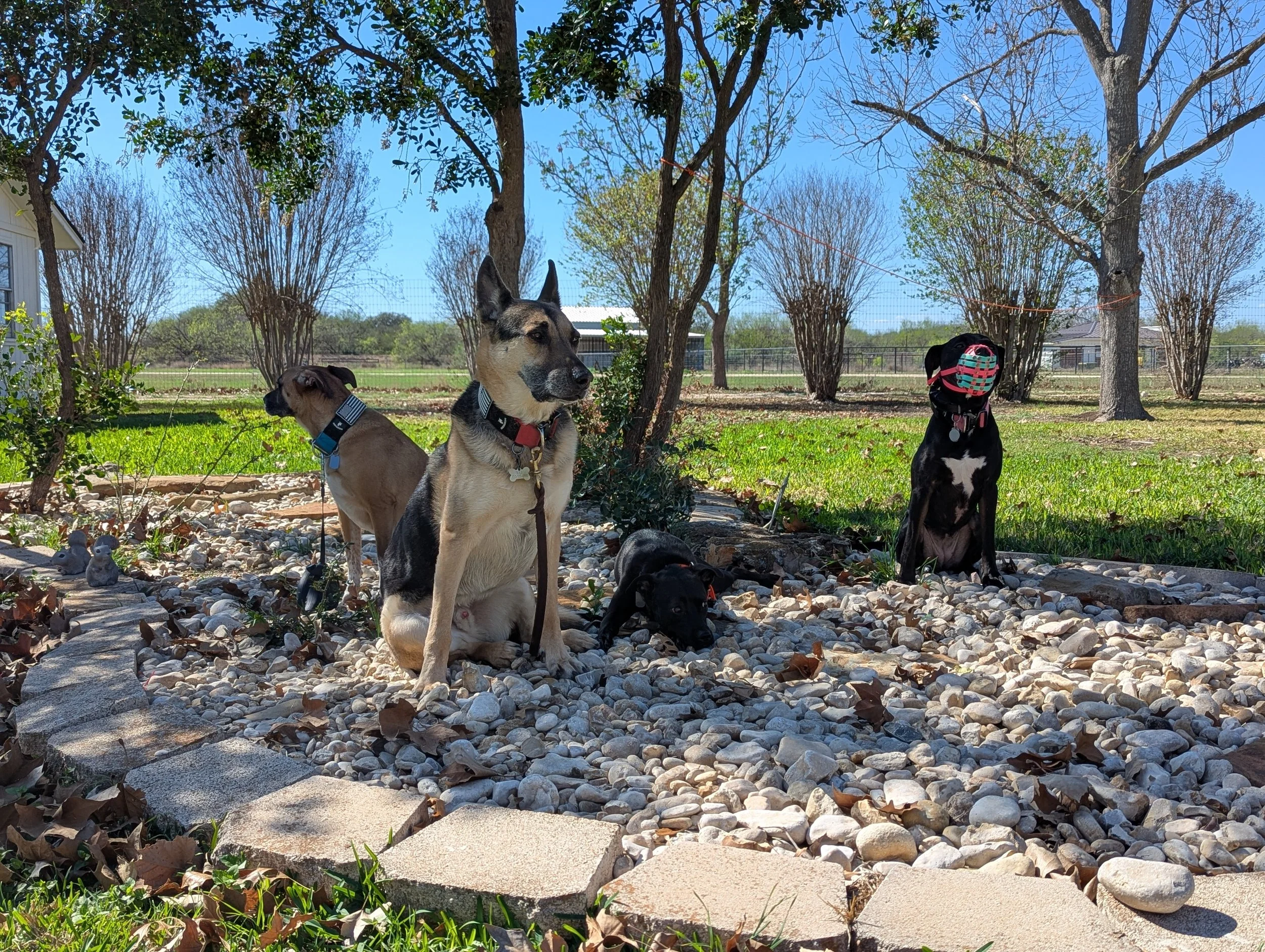 Four dogs sitting on a rocky garden area under trees with a blue sky in the background.