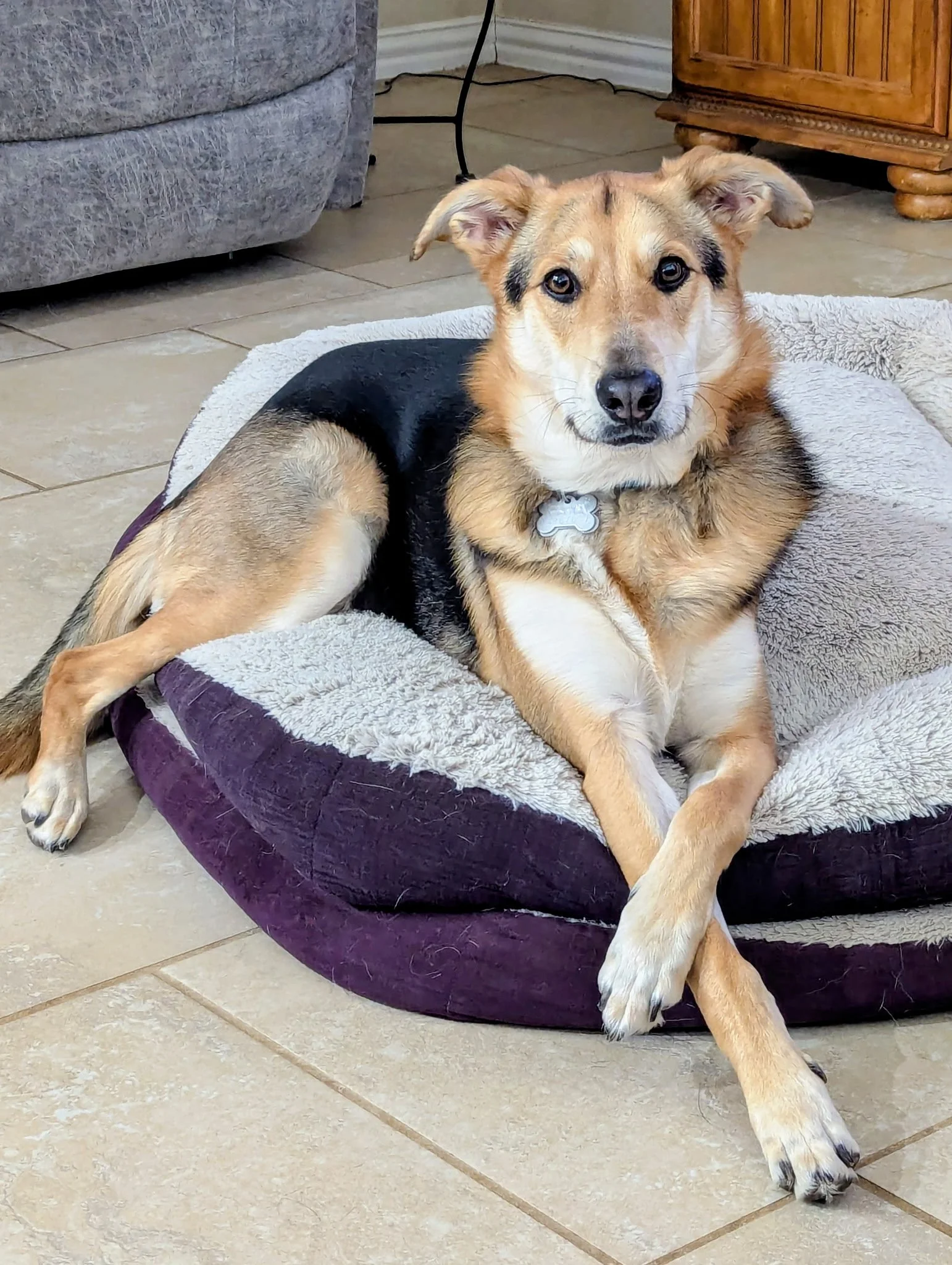 A dog lying on a plush dog bed inside a home, with tiled flooring and furniture visible in the background.