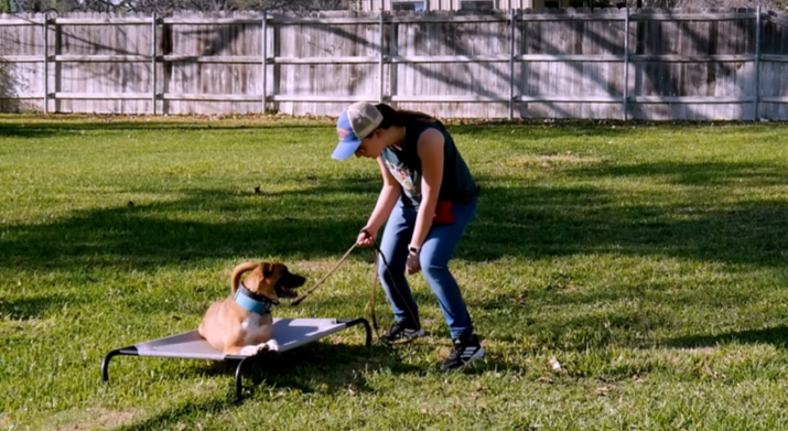 Two black dogs sitting on rocky trail in a desert landscape with green cacti and trees, hills and mountains in the background during sunset.