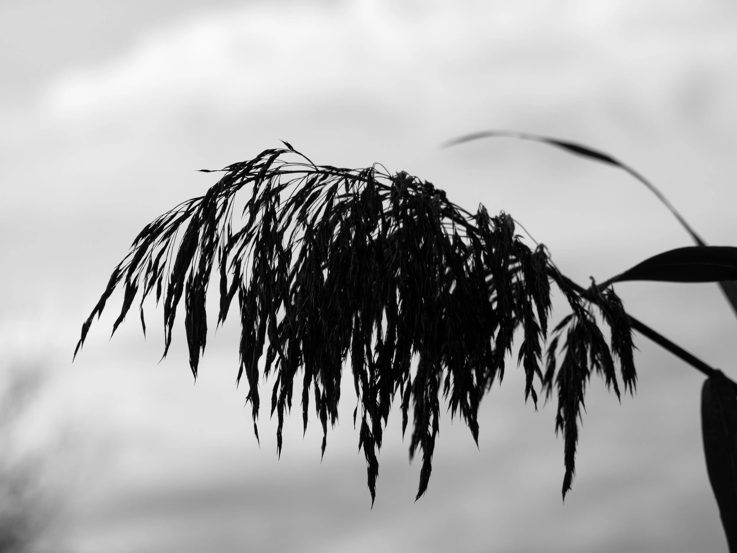 A dark reed head hangs in silhouette against a pale, softly blurred sky in monochrome.
