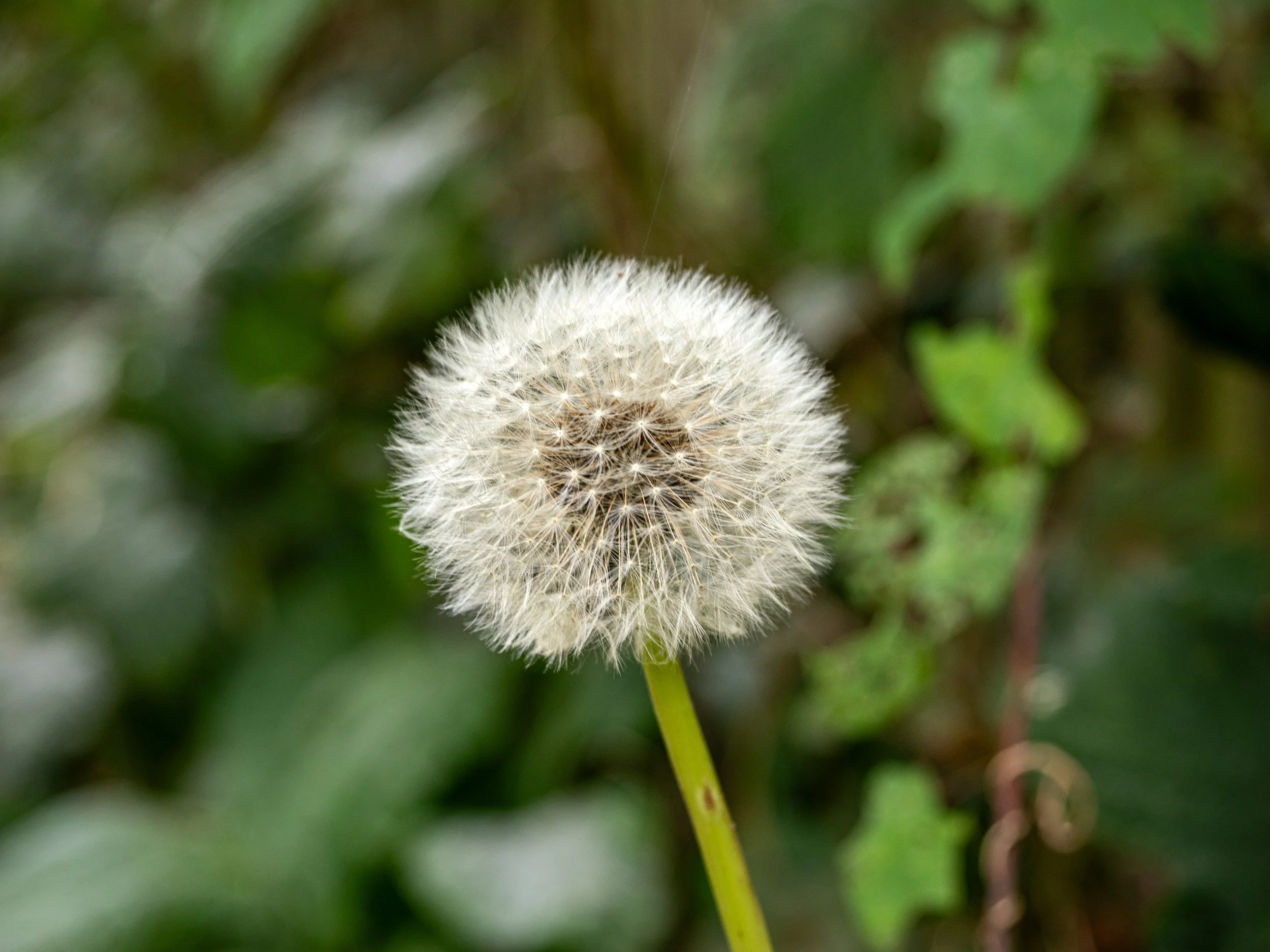 A close-up of a dandelion seed head on a green background.