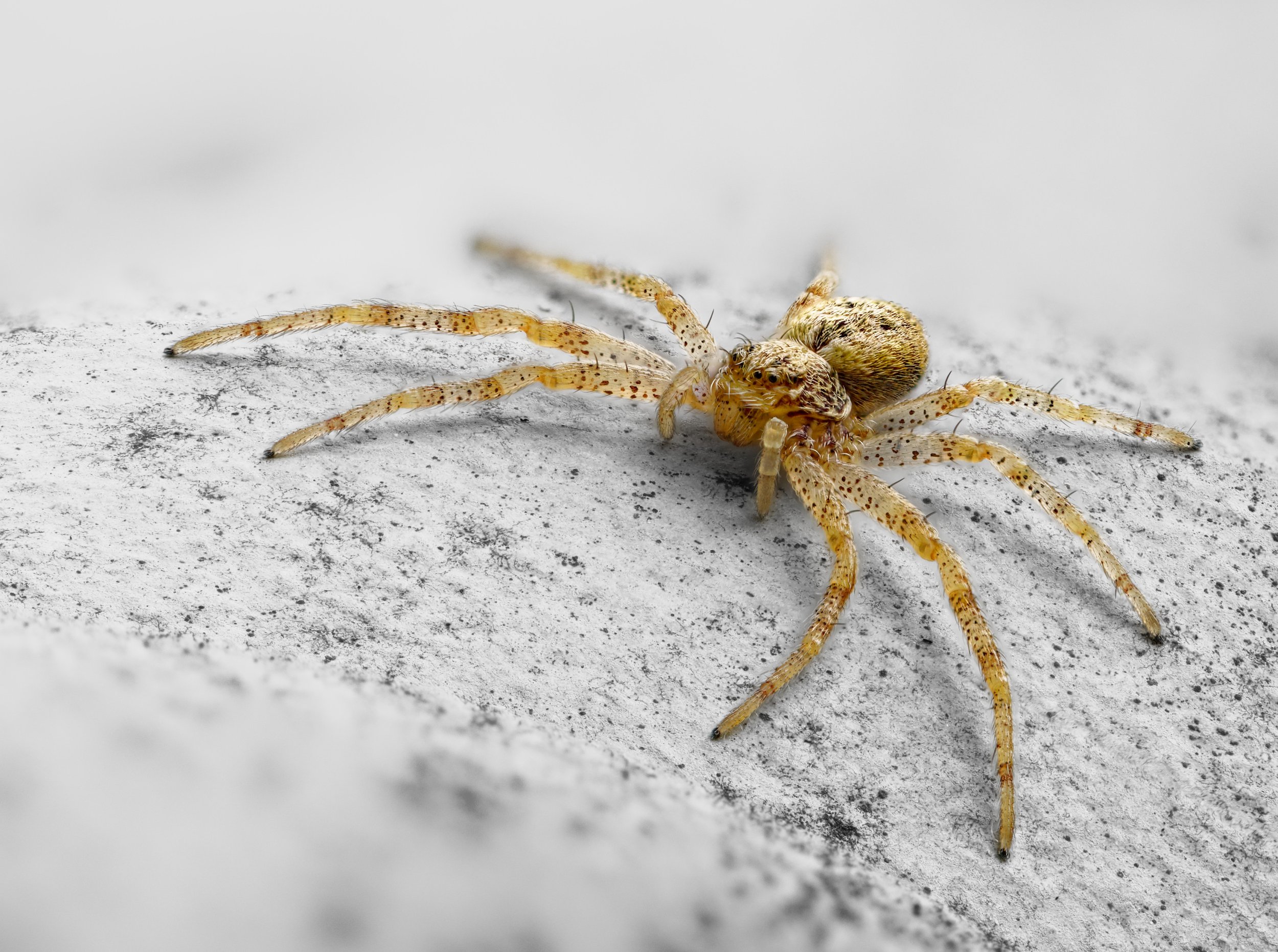 A pale brown crab spider rests on a light stone surface, its long speckled legs spread around its body in close-up detail.