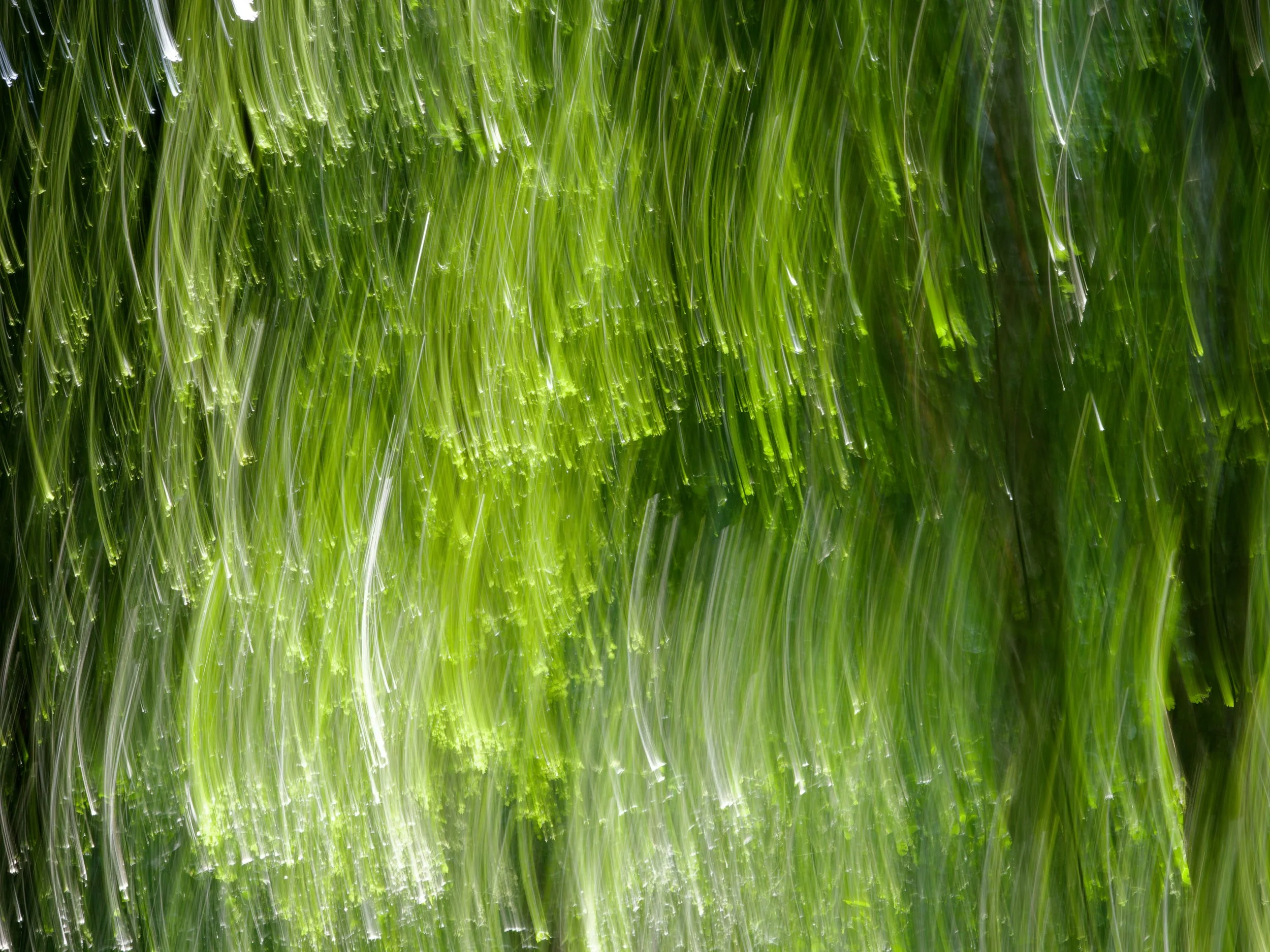 An intentional camera movement photograph of sunlit green foliage, creating flowing vertical streaks and an abstract impression of woodland.