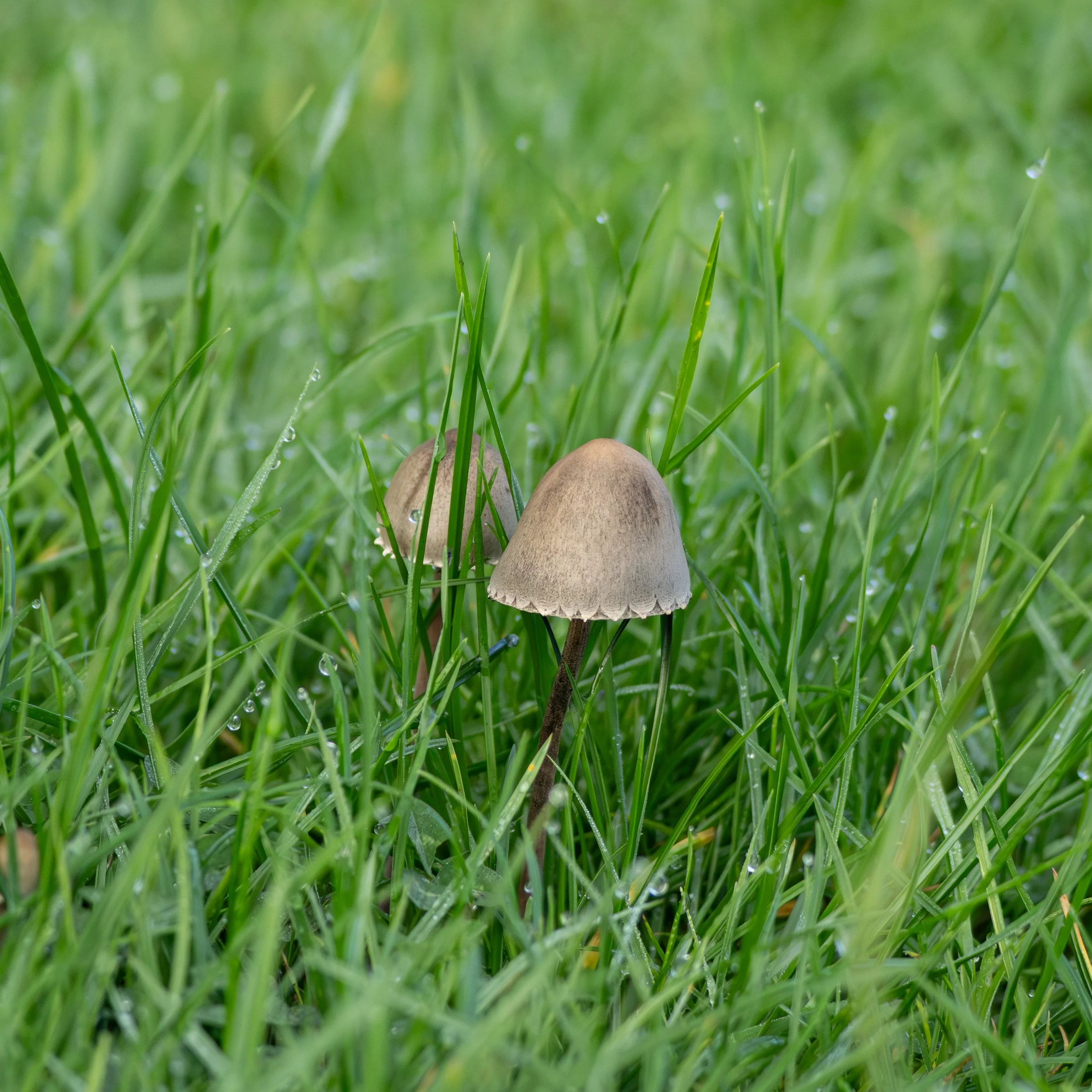 Two small mushrooms growing amidst green grass with dew drops.