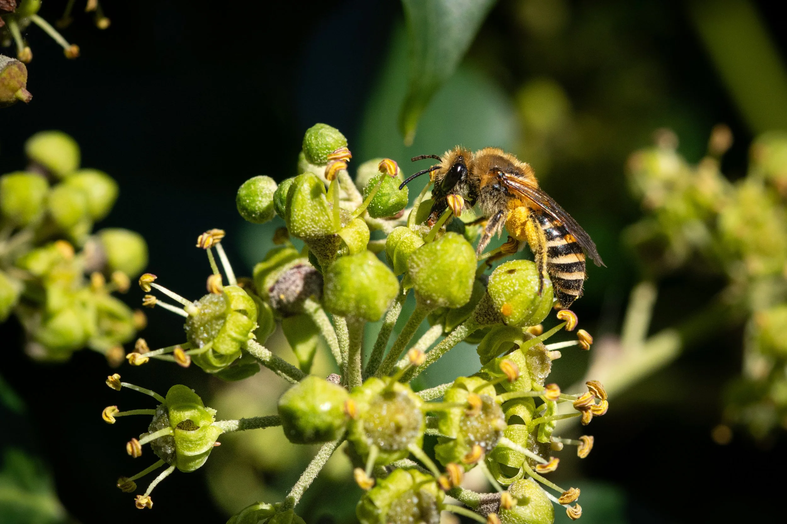 A bee gathering nectar from green flower buds on a plant.