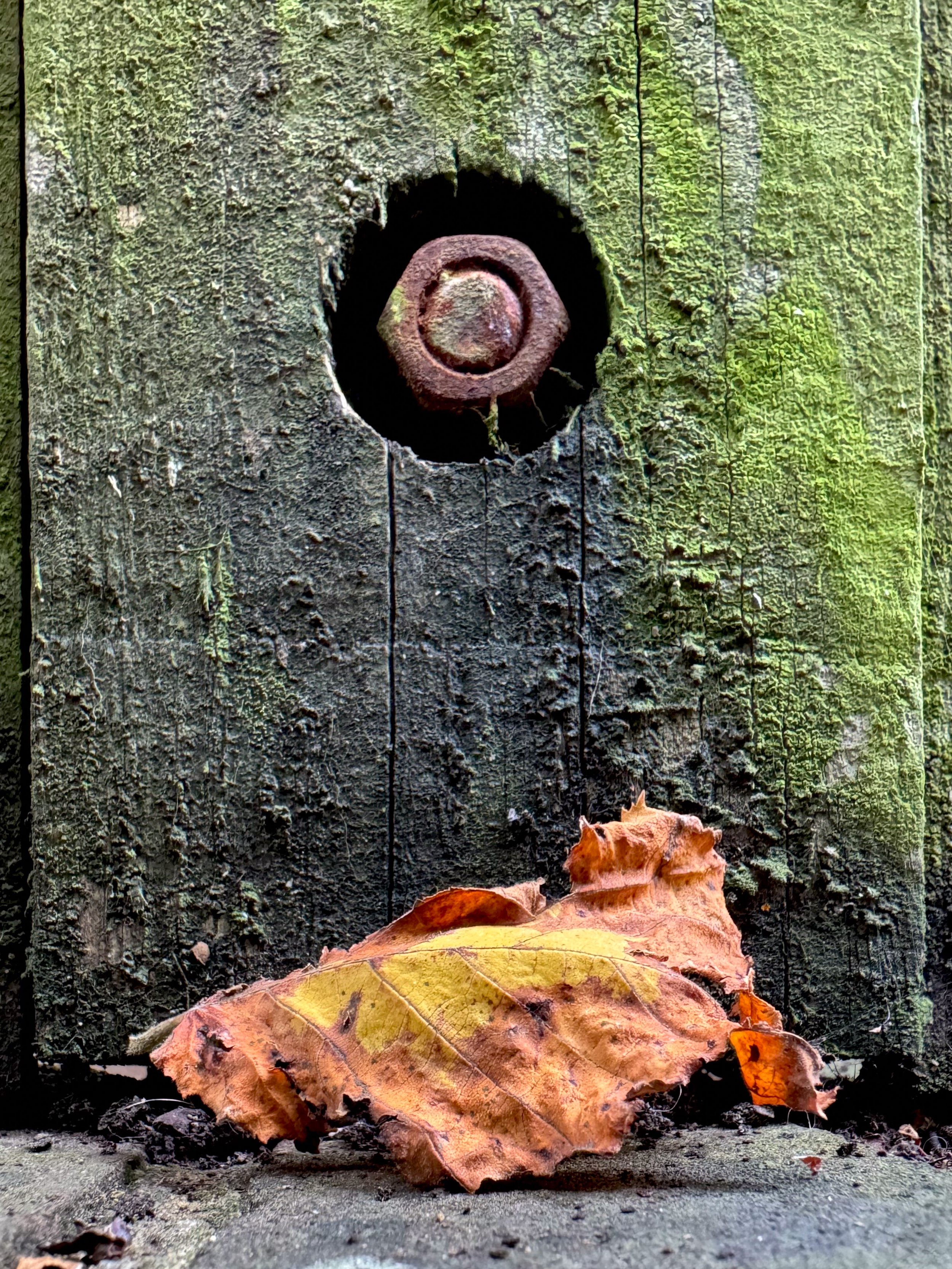 Close-up of a weathered wooden surface with a rusty nail protruding from a hole, and a pile of fallen autumn leaves at the base.