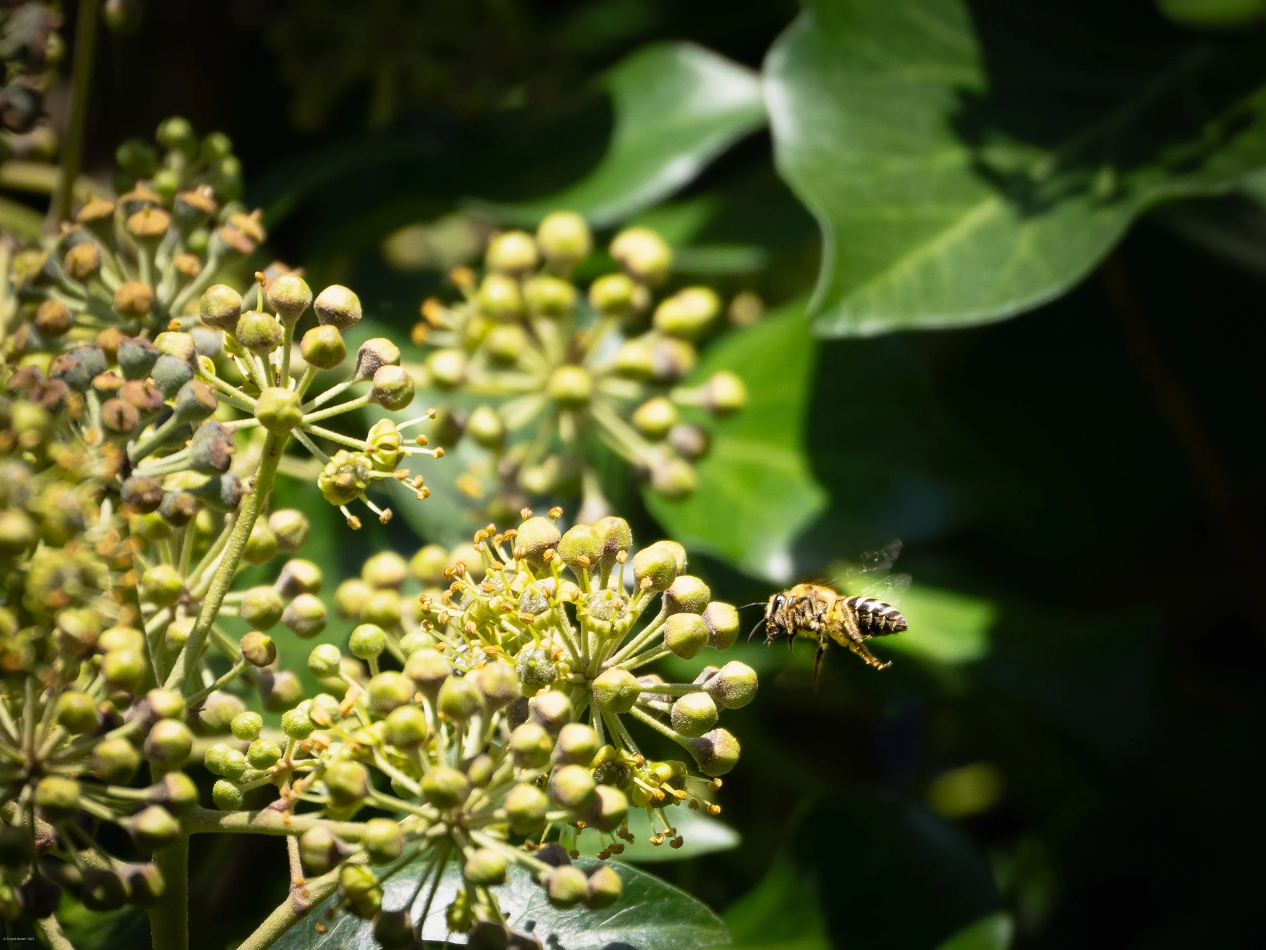 Close-up of an ivy bee in flight beside clusters of ivy flower buds, its wings blurred by motion and body sharply detailed against dark green leaves in bright sunlight.