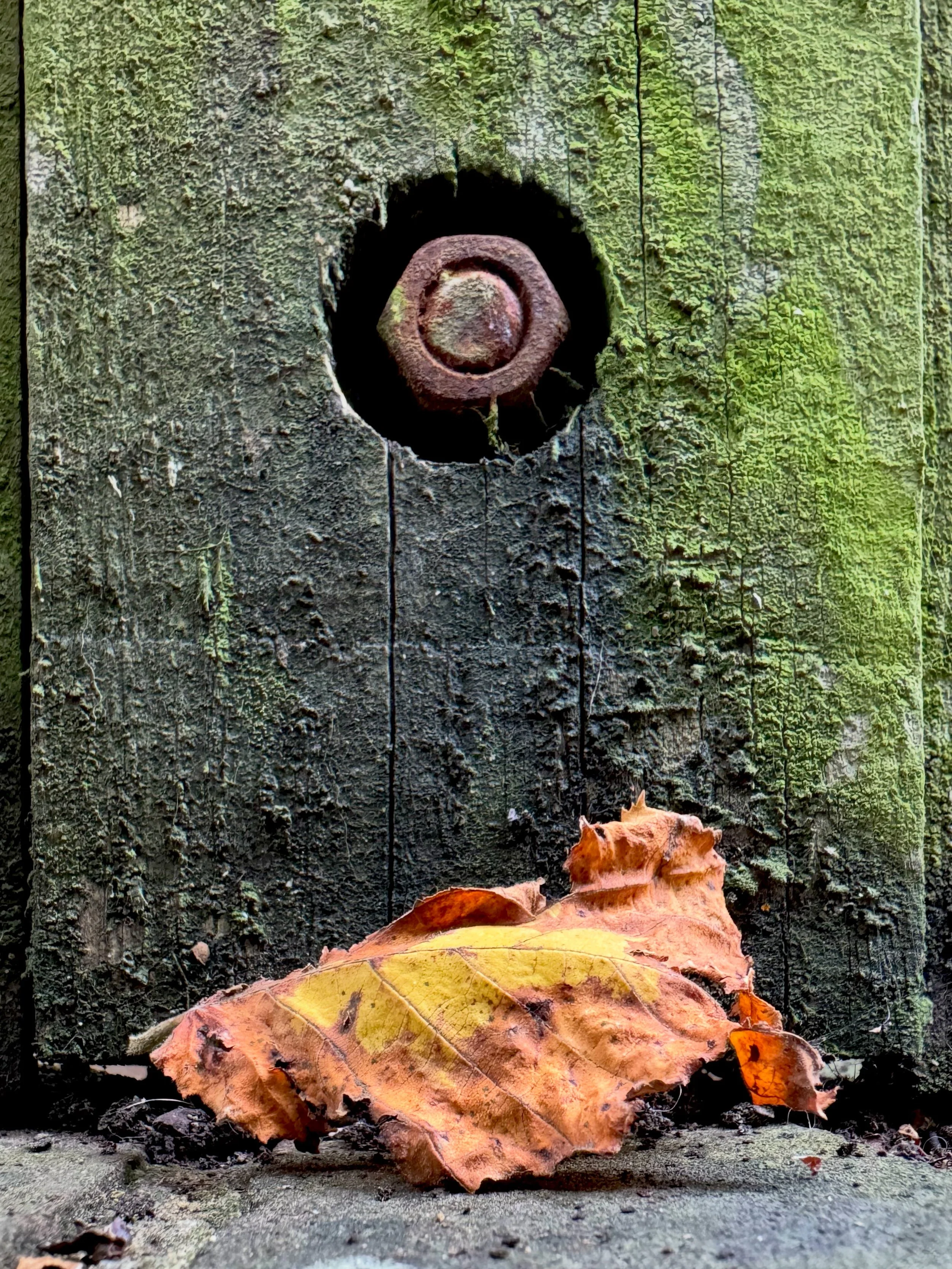 Close-up of an orange-yellow leaf resting below a rusted bolt on moss-covered timber.