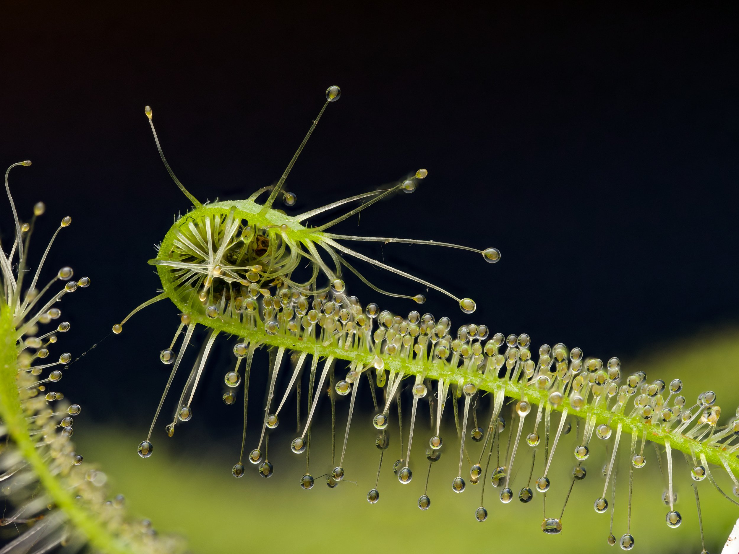 A close-up of a sundew leaf covered in clear, glistening droplets on fine sticky hairs against a dark background.