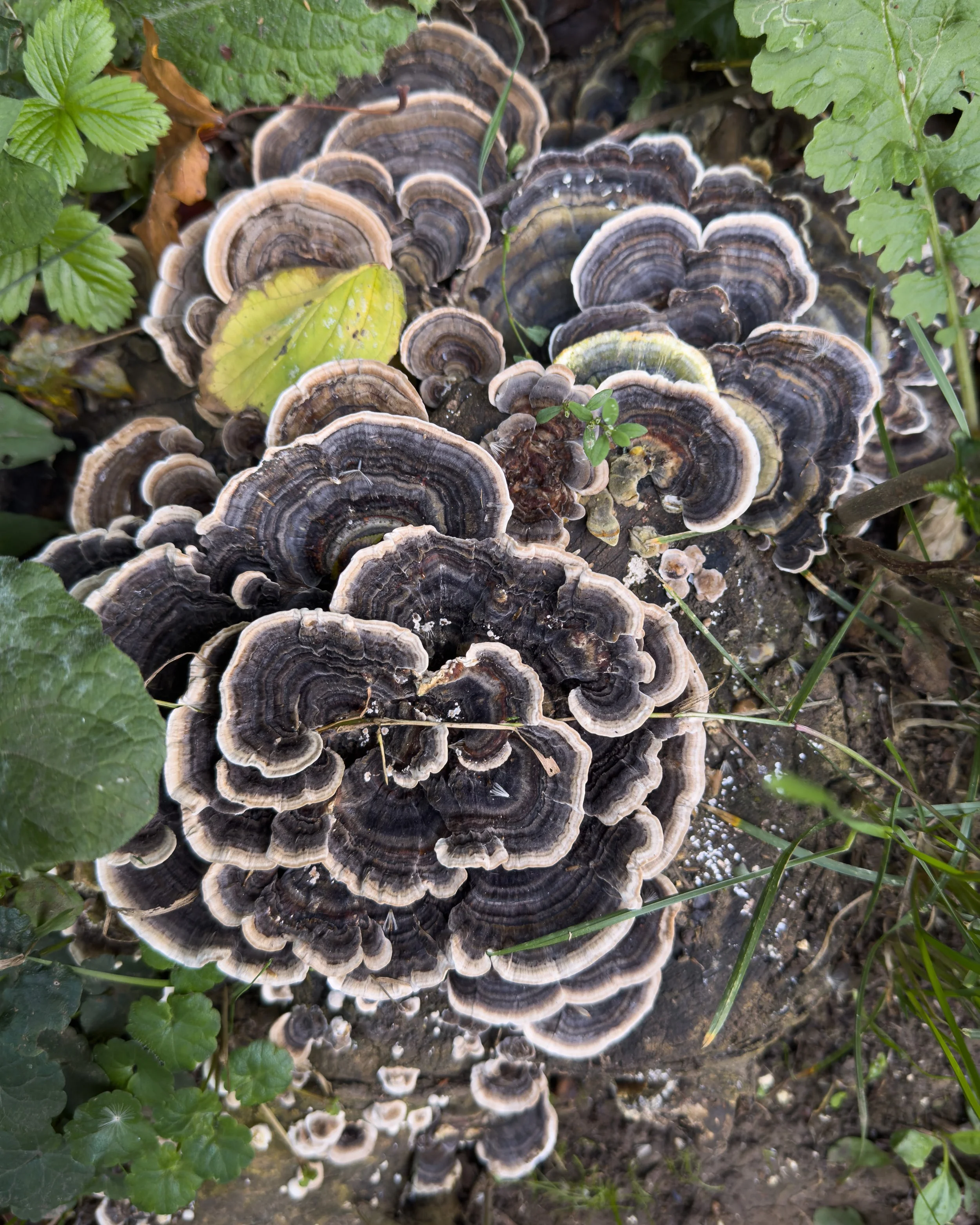 Cluster of overlapping black, white, and beige bracket fungi growing on the ground amid green leaves and grass.