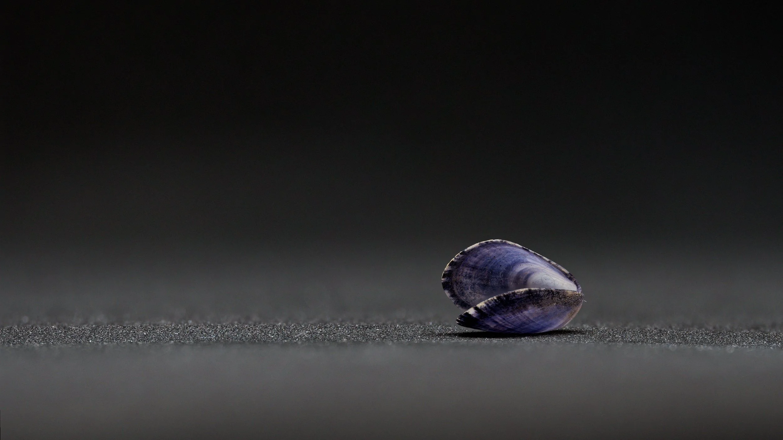 A tiny blue mussel shell photographed as a focus-stacked macro study, isolated against a dark background with generous negative space.