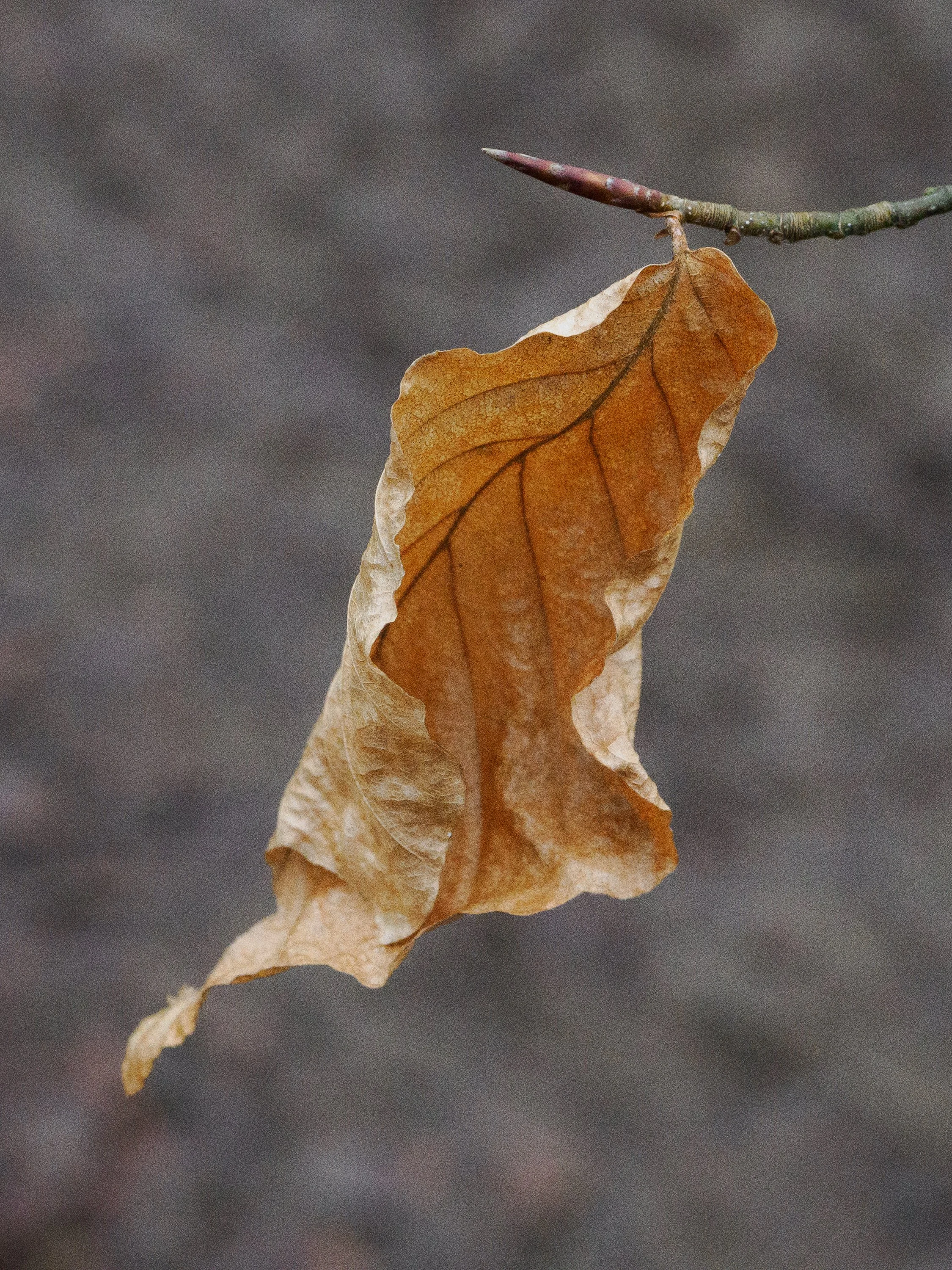 Wallpapers for Phones