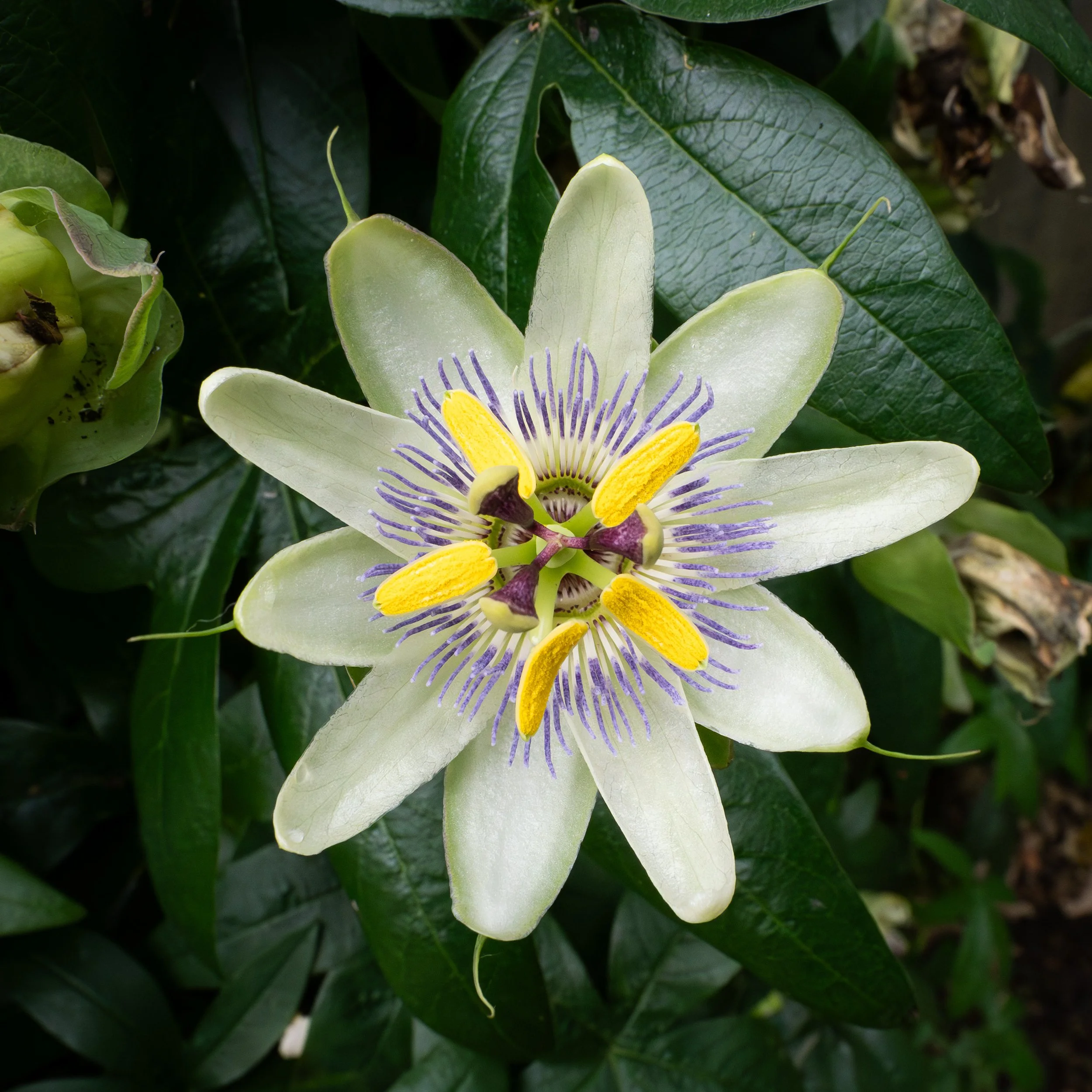 A close-up of a passion flower in bloom with white petals, purple filaments, yellow stamens, and green leaves in the background.