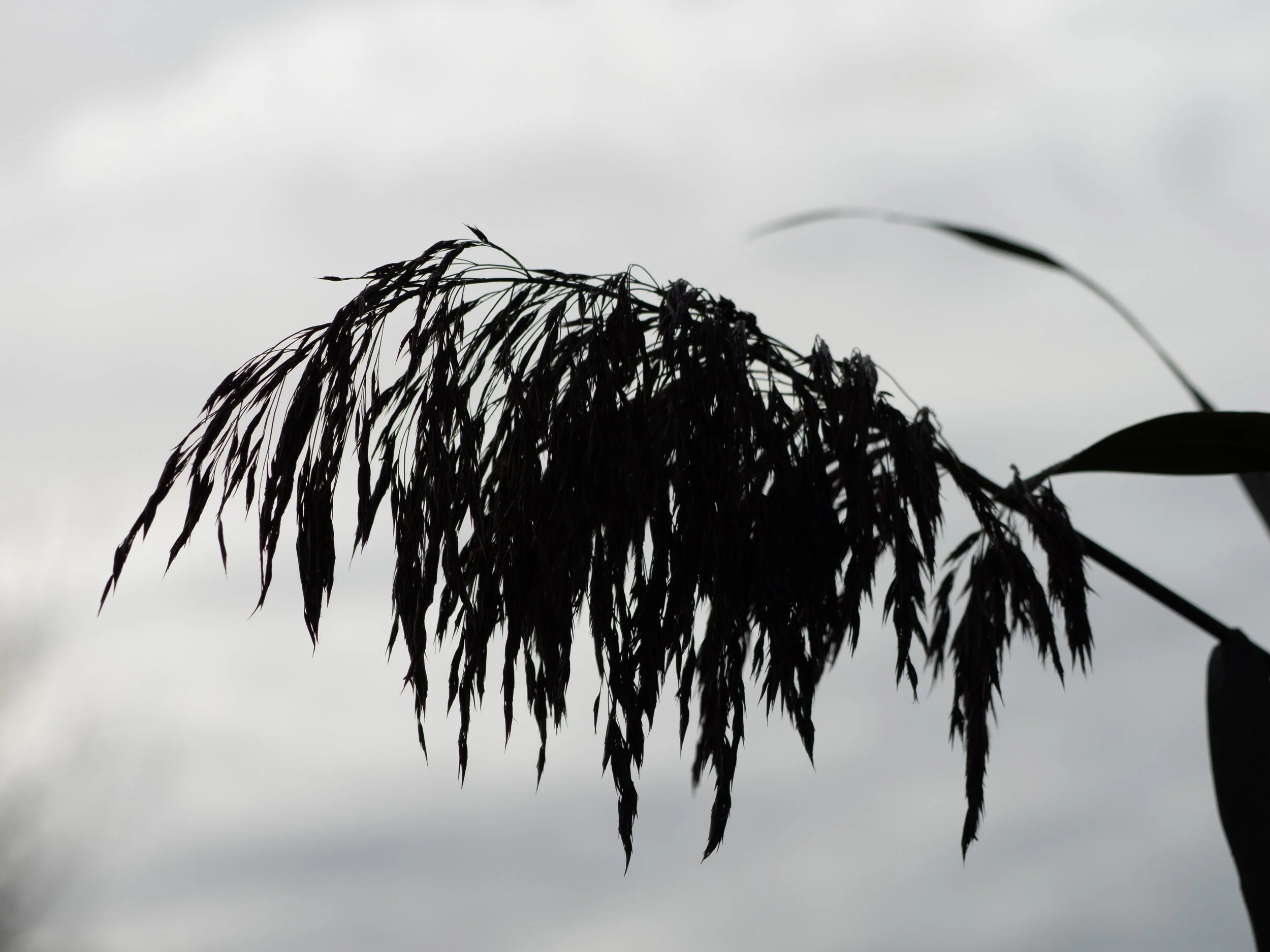 Silhouette of dark flowering plant with hanging seed heads or leaves against a cloudy sky.