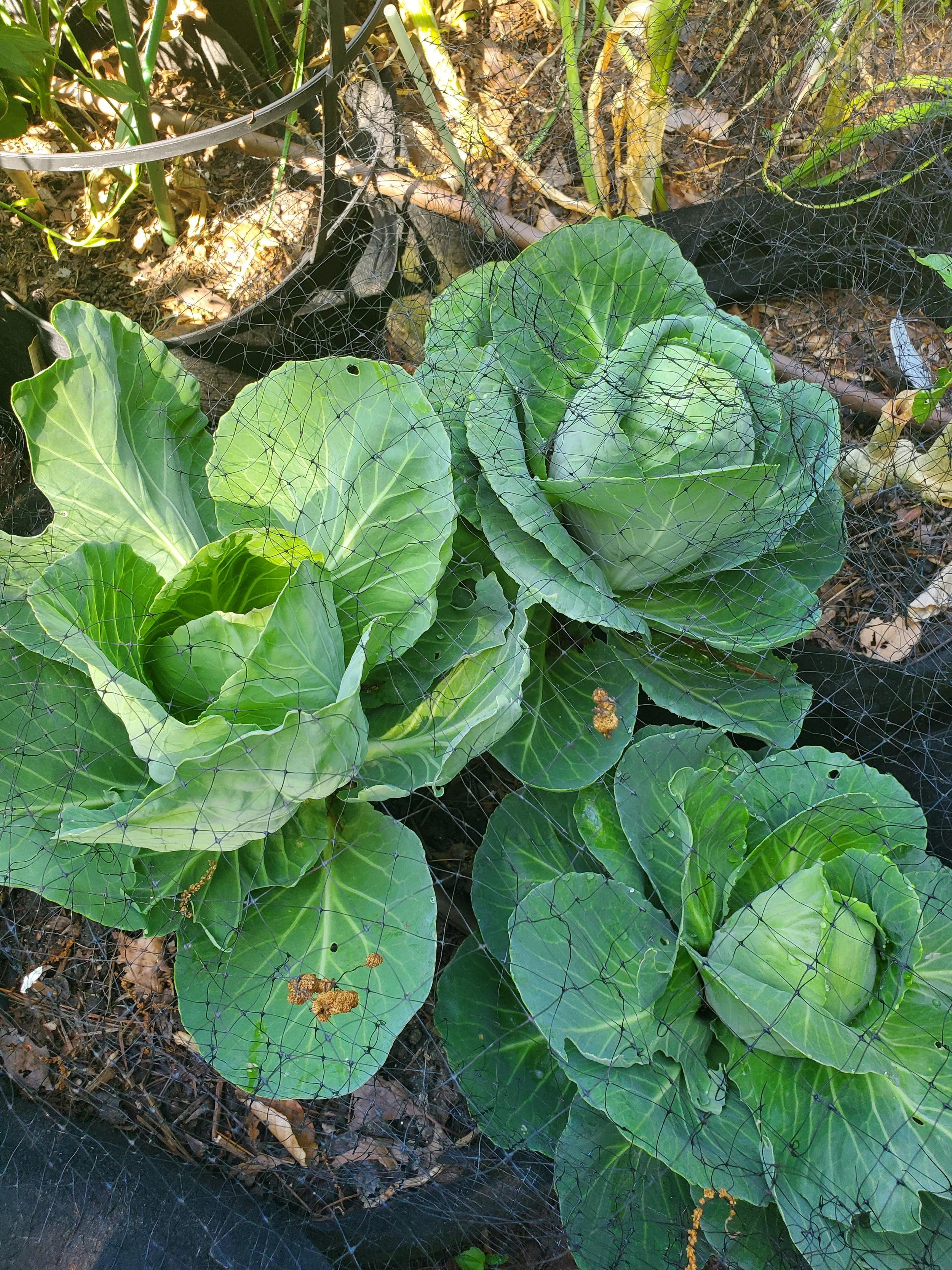 Green cabbage plants growing in a garden, covered with a black insect net to protect them.