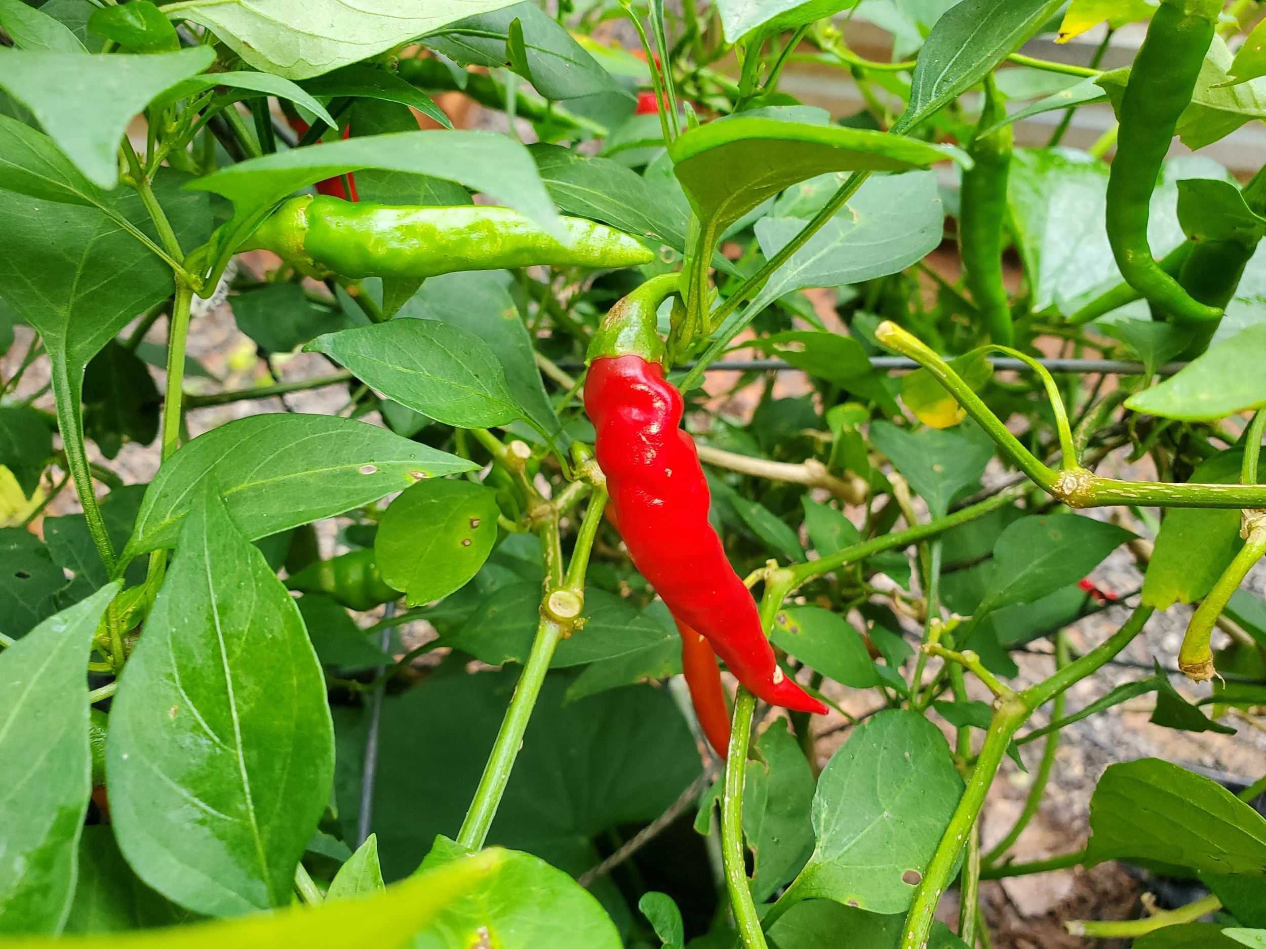 Close-up of a red cayenne peppers growing on a plant amid green leaves.