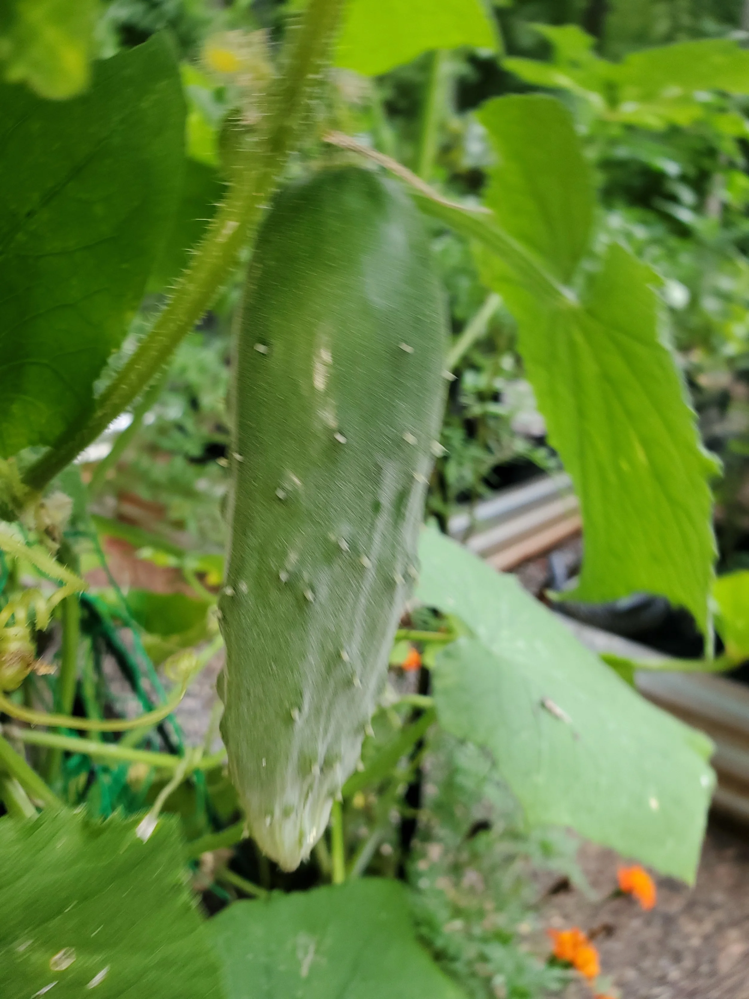 Close-up of a green cucumber growing on a vine among surrounding leaves in a garden.