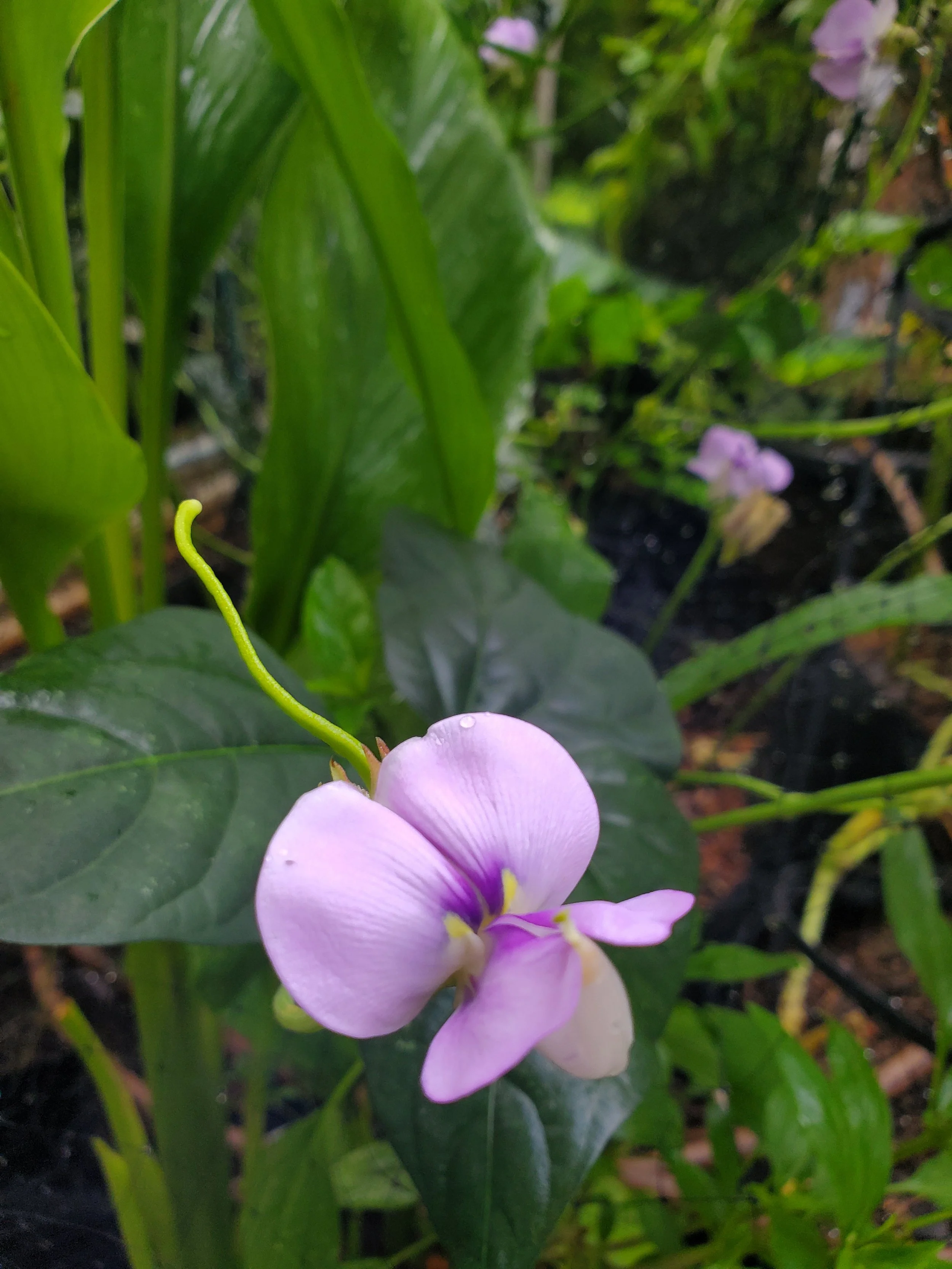 Close-up of a light purple flower with a yellow center, surrounded by green leaves and foliage.