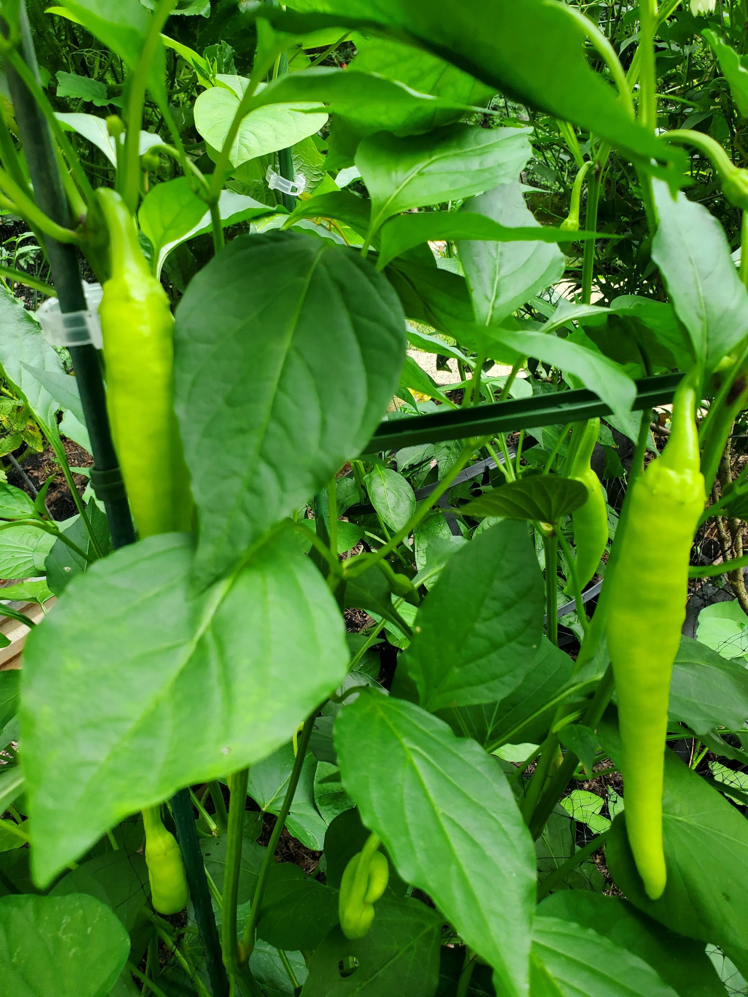 Pepper plants with peppers hanging among green leaves in a garden.