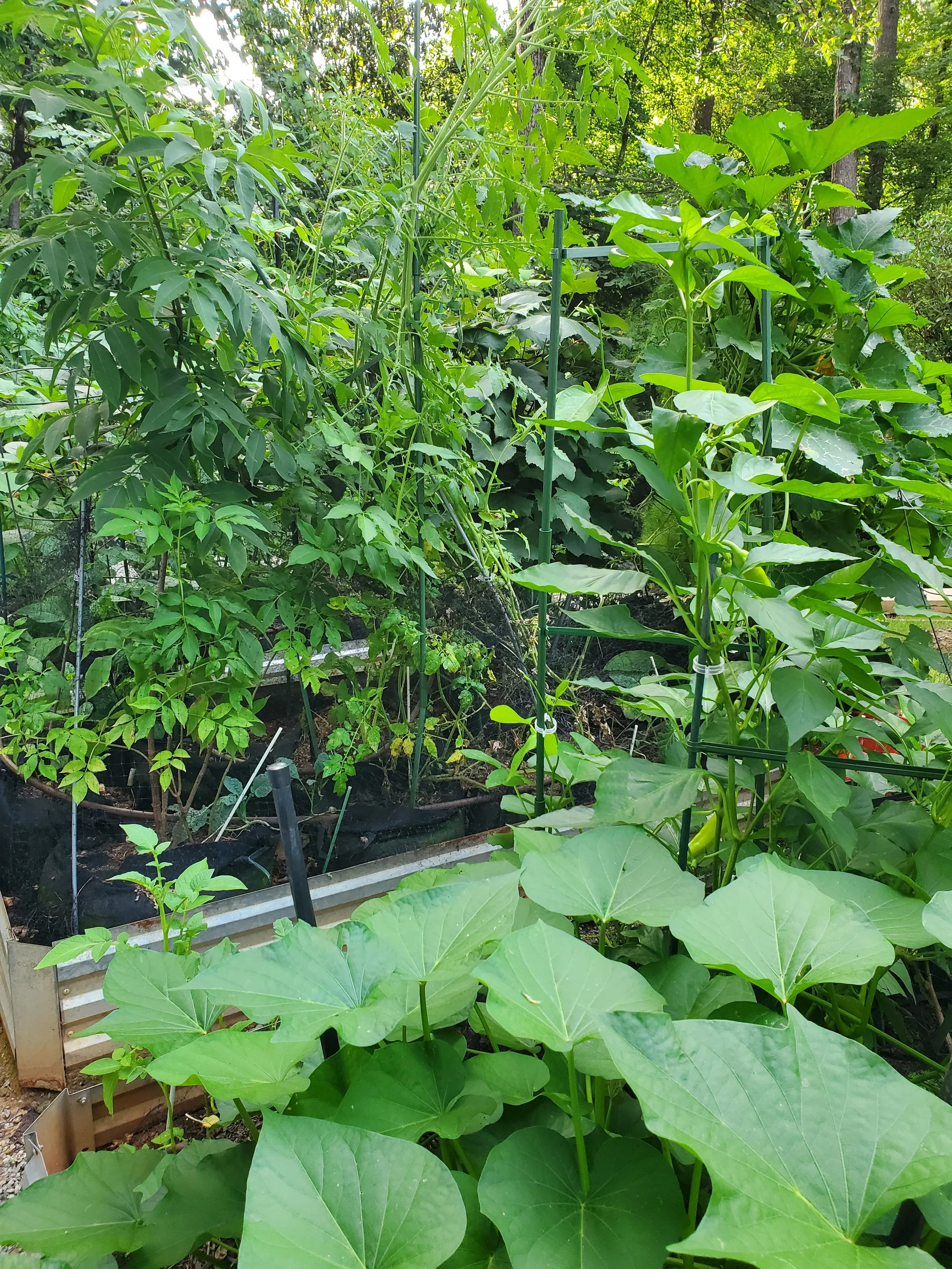 A garden with various green leafy plants, some supported by green stakes, and trees in the background.