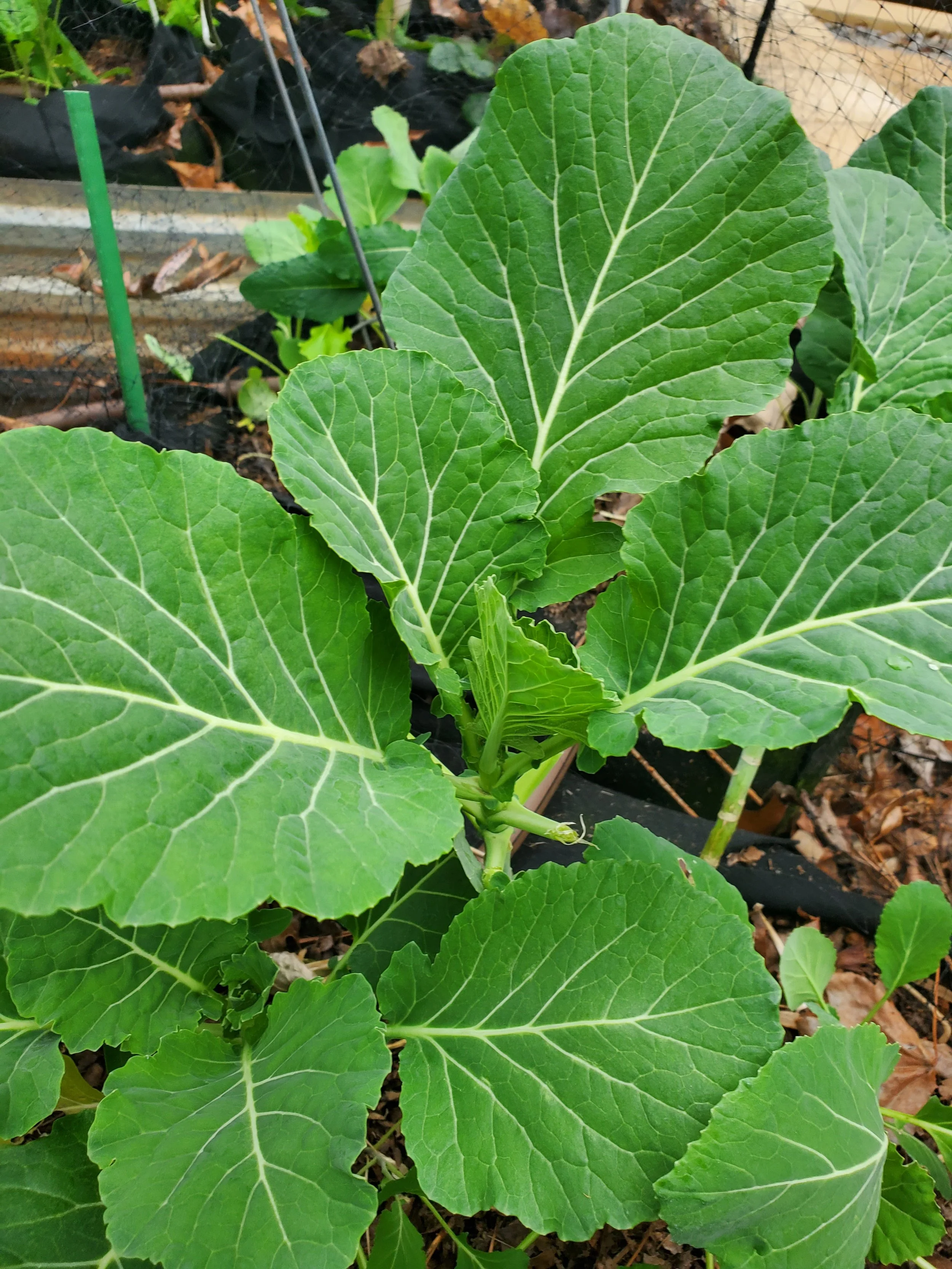 Green plant with large, broad leaves growing in soil, supported by a wire trellis, in a garden setting.