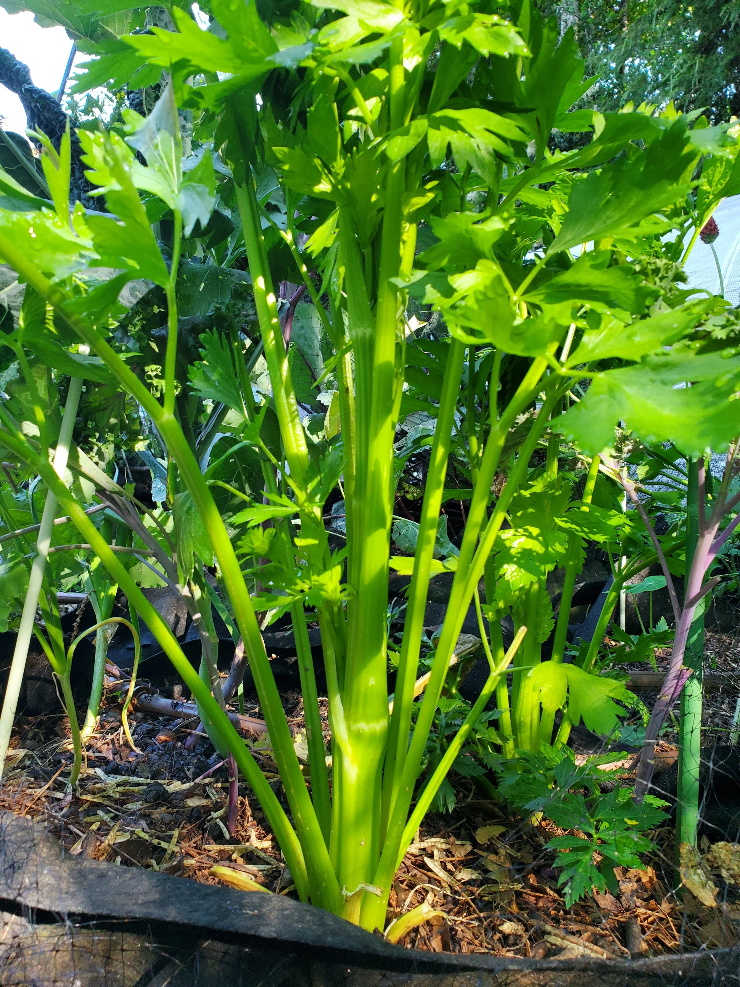 Close-up of a tall, green celery plant growing in soil among other plants.