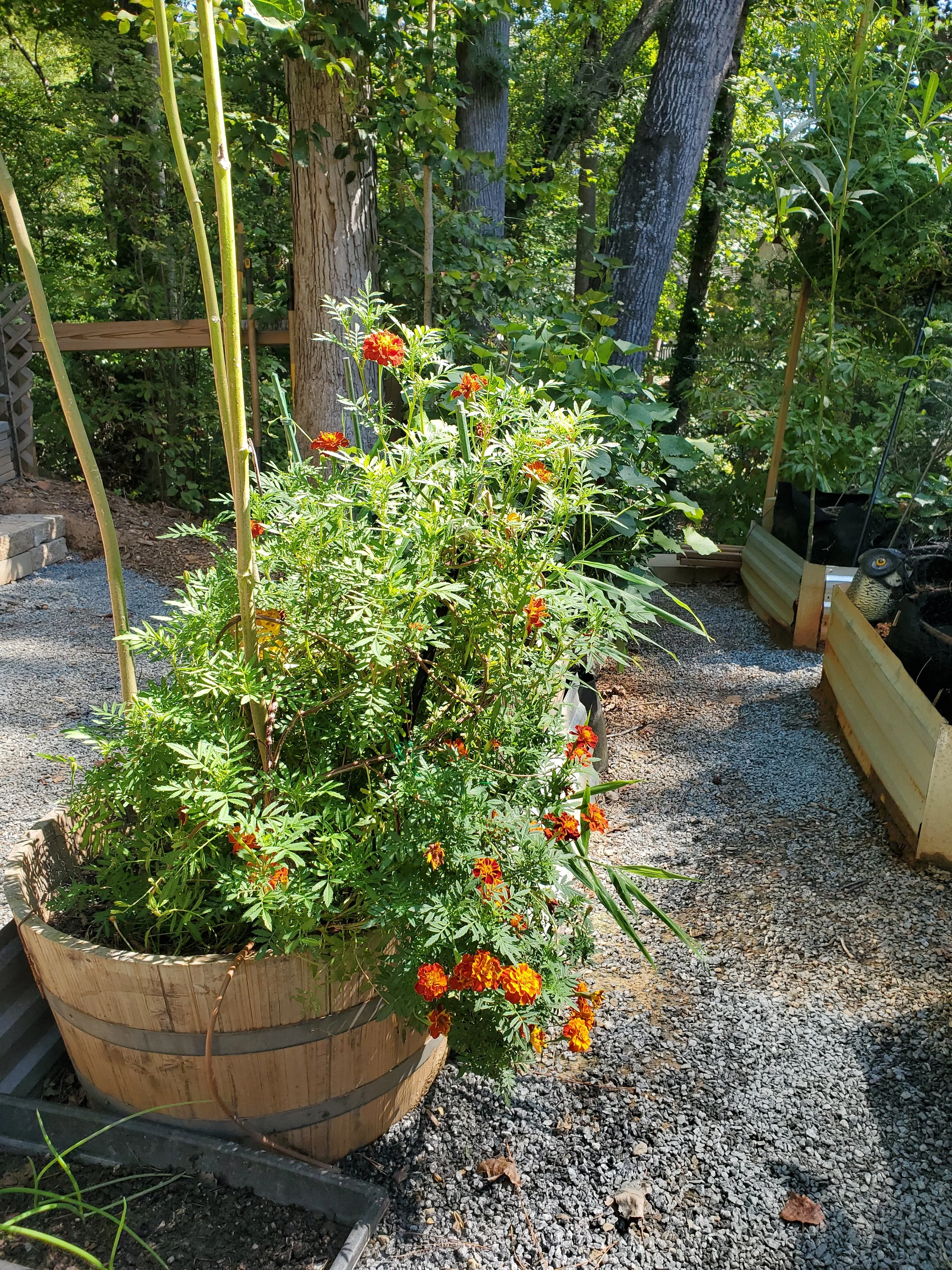 A large wooden barrel planter filled with green leafy plants and orange and red marigold flowers. The planter is on a gravel path in a backyard, with tall trees and dense green foliage in the background. To the right side, part of a raised garden bed with plants and gardening tools is visible.