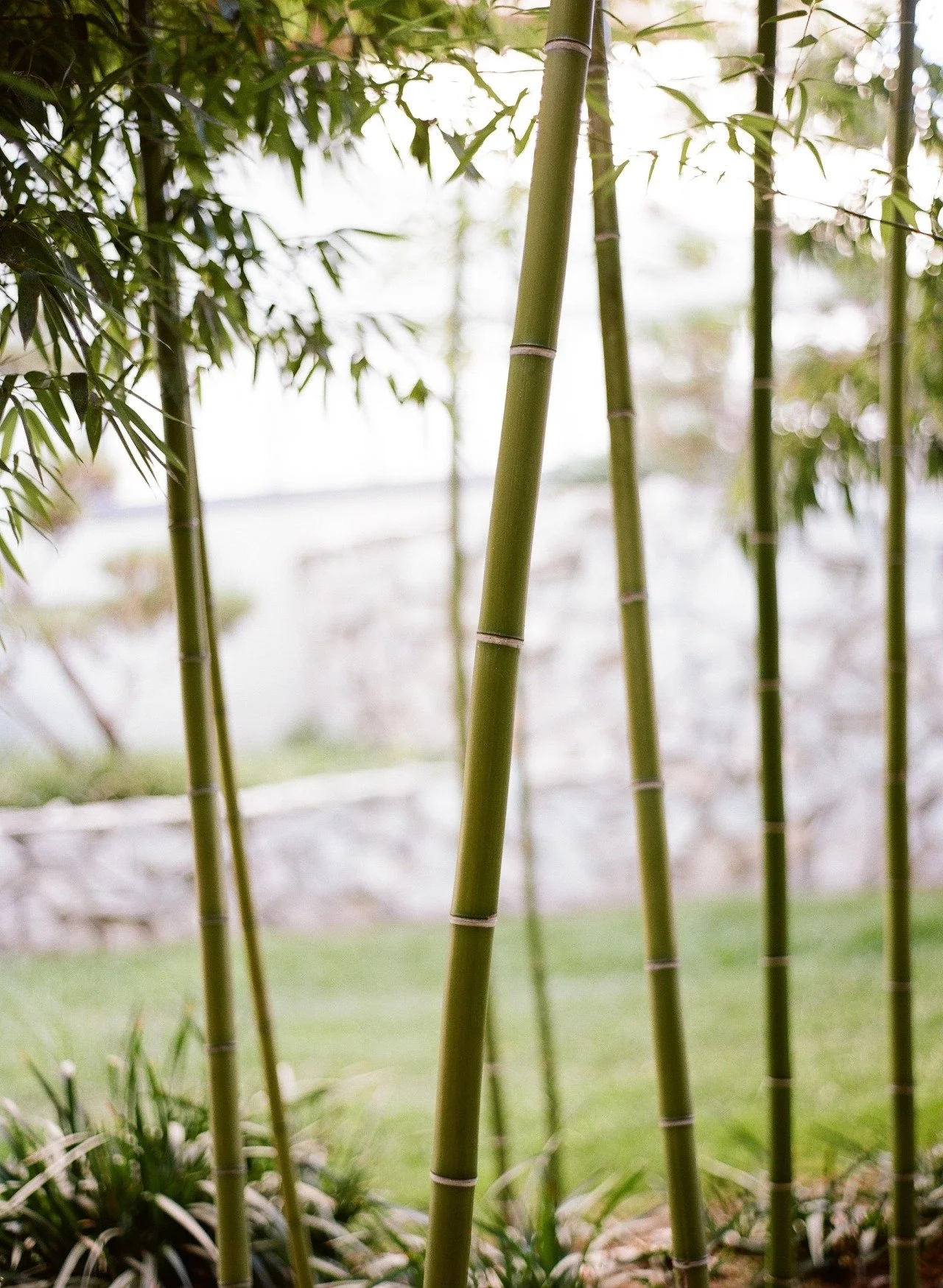 LACMA gardens