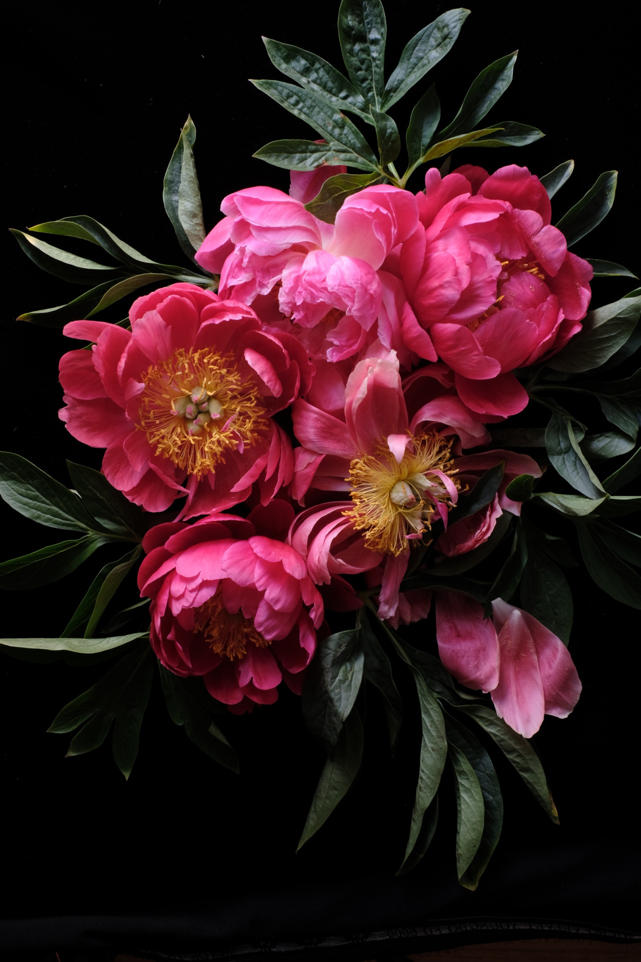 Peony copy.png