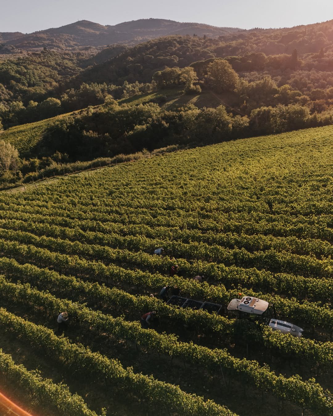Vineyard in a hilly landscape during sunset with workers tending to the grapevines and a vehicle parked among the vines.