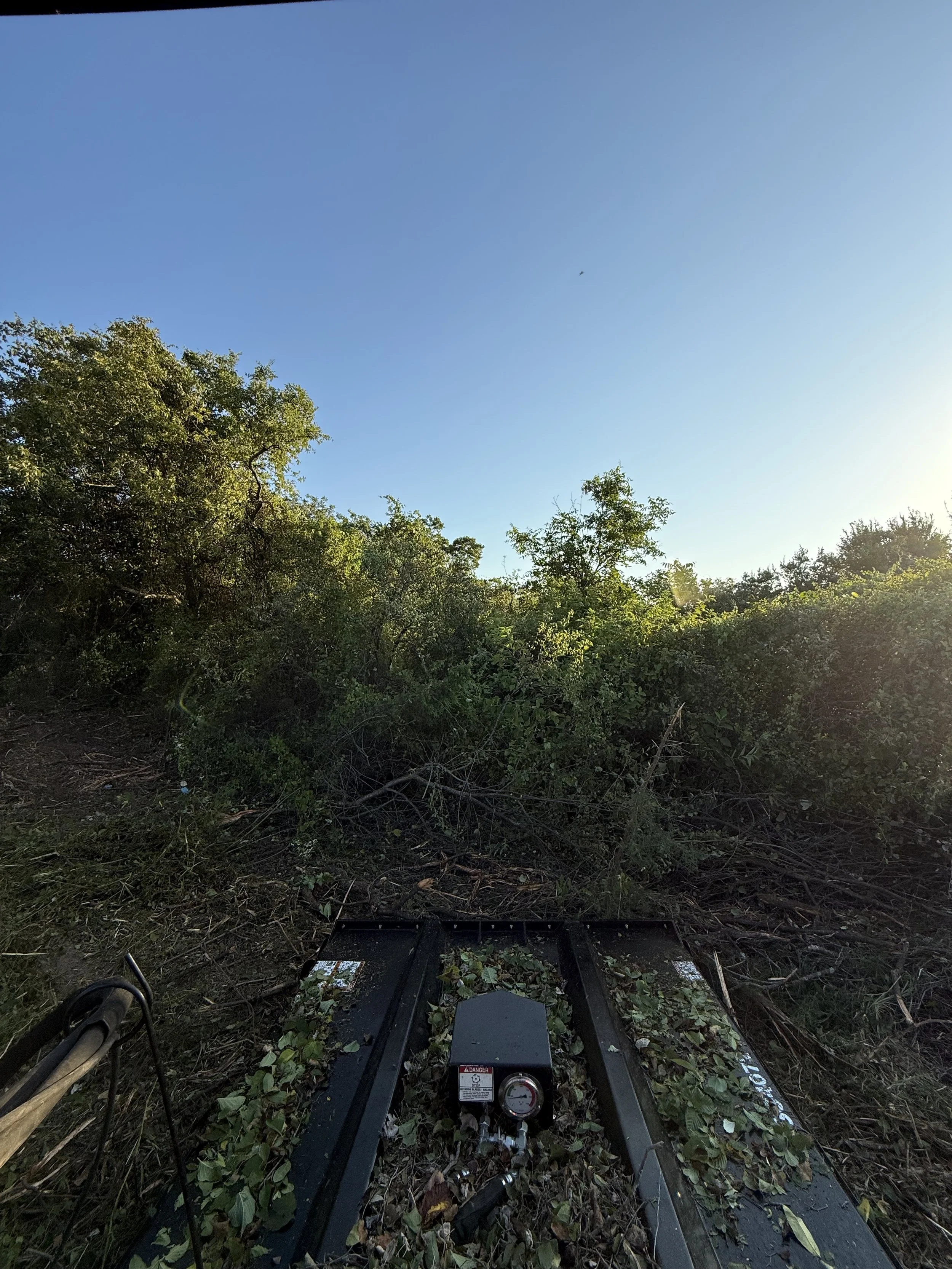 The image shows a woodland area with dense trees and bushes under a clear blue sky, illuminated by sunlight, with a piece of machinery or equipment in the foreground covered in leaves and foliage.