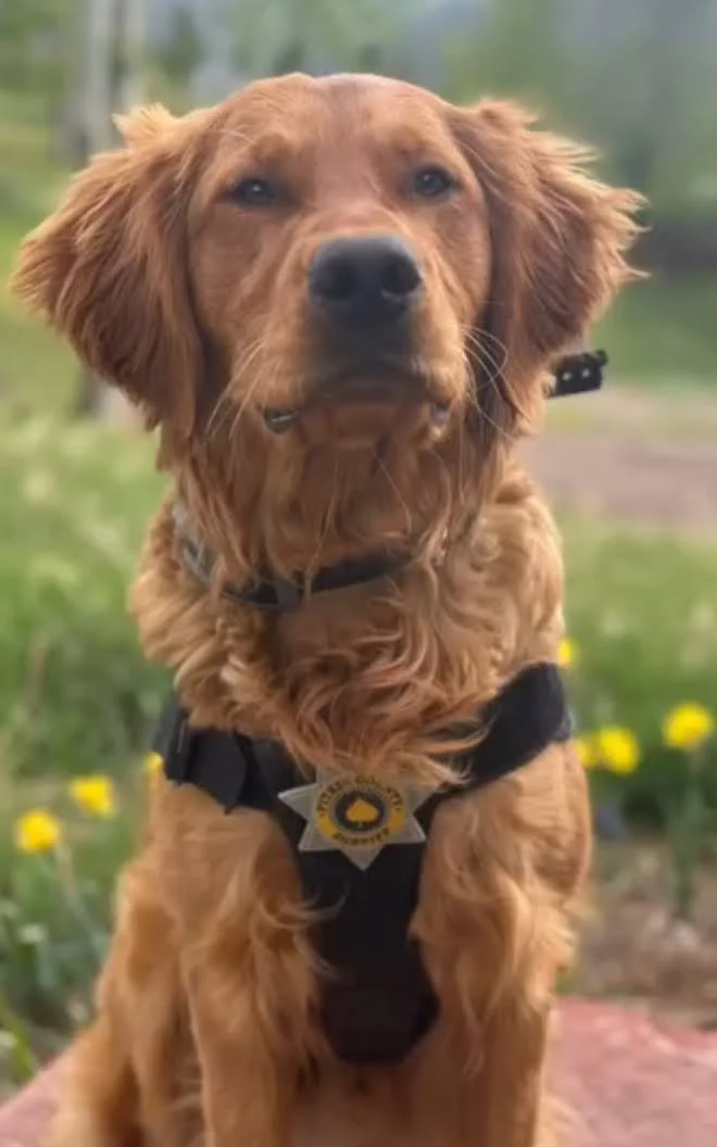 A golden retriever dressed as a police dog wearing a police badge and harness, outdoors with blurred greenery and yellow flowers in the background.