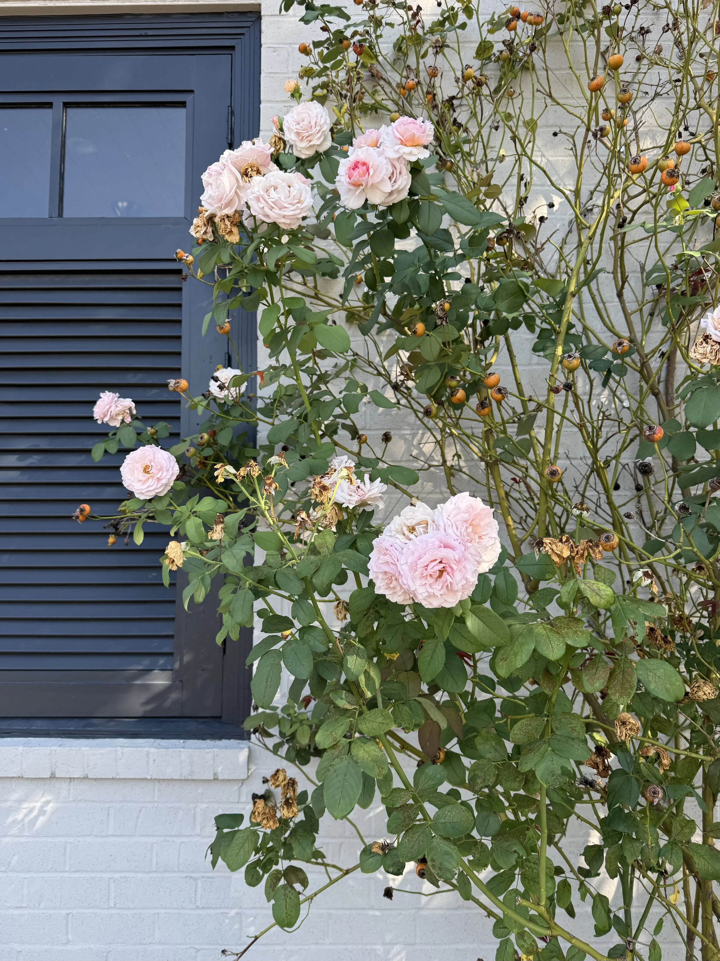 roses.jpeg