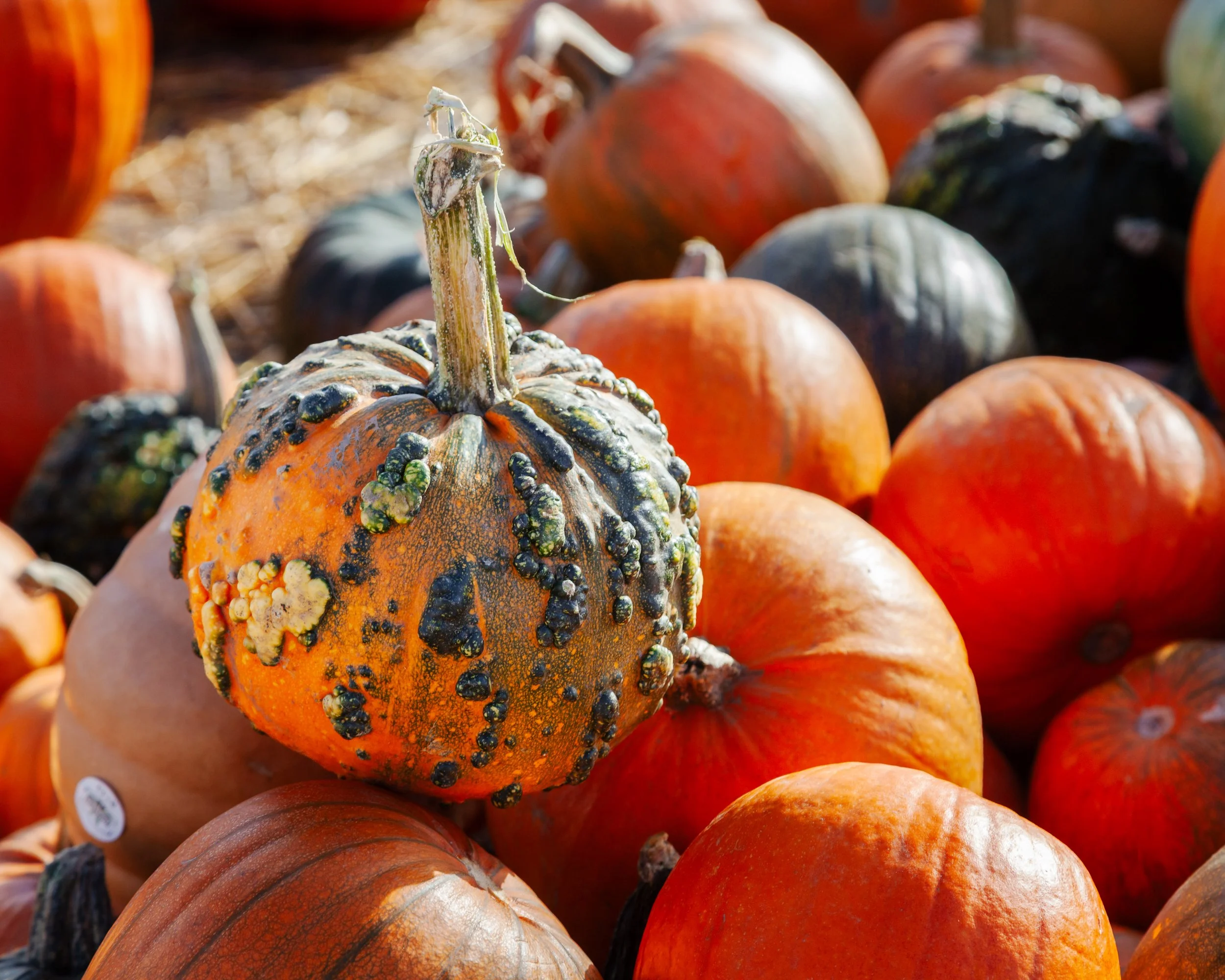 CR Amy Wheeldon - Jasper Fall Fest 2025-50.JPG