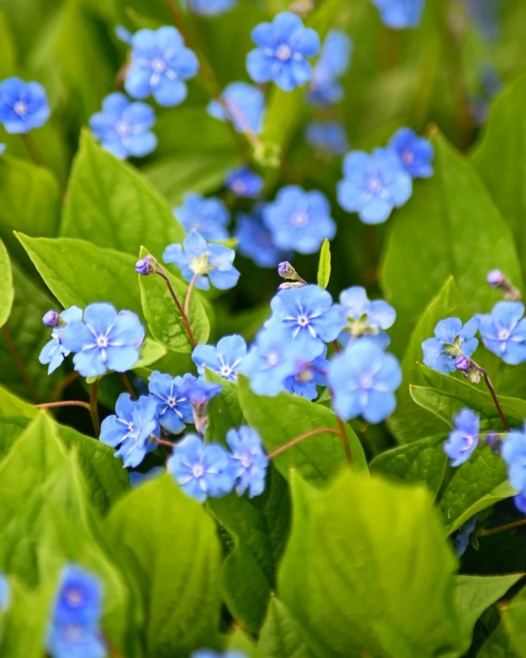 Fr&uuml;hlingsblumen