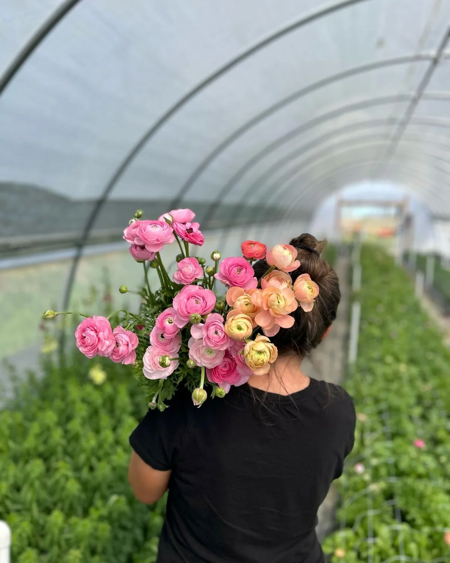Bella Vista Farm Pop-Up at The Pink Door
