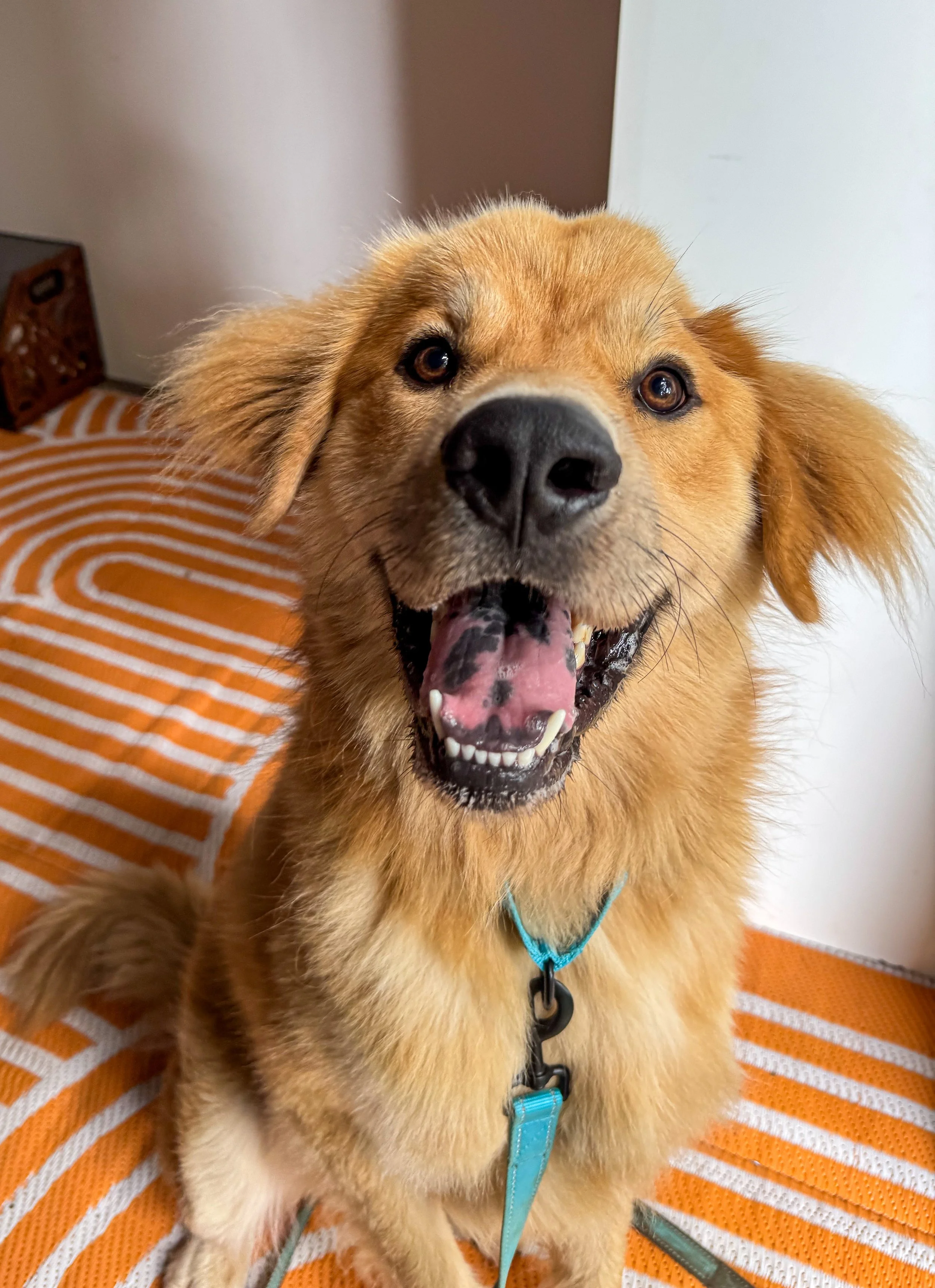 Golden Retriever mix dog sits on an orange and white carpet smiling at the camera with his blank and pink tongue visible.