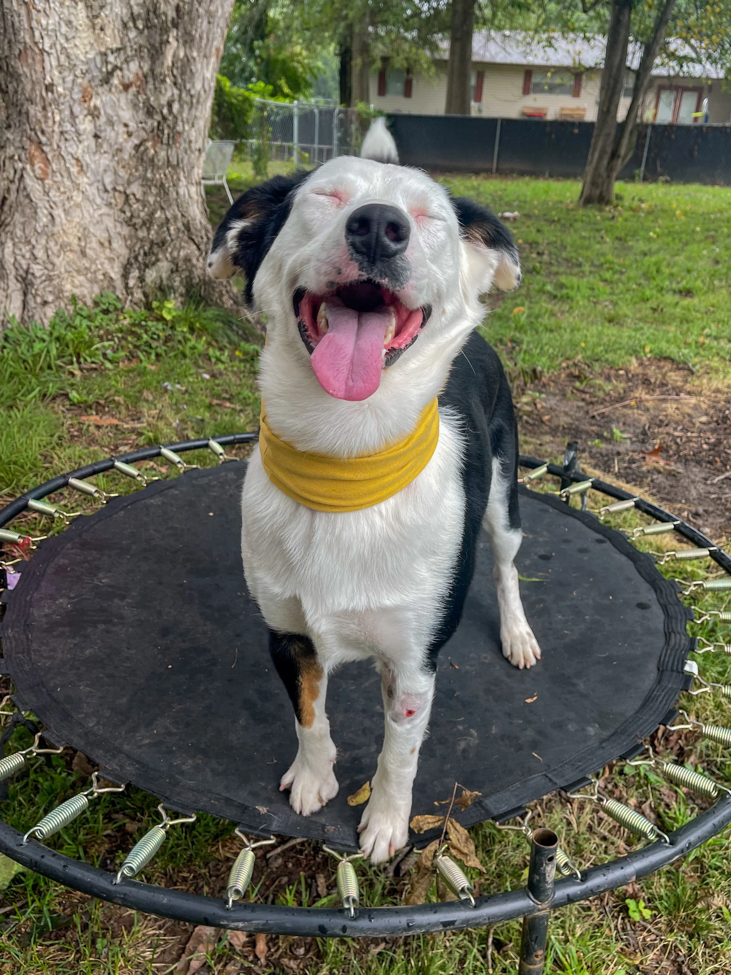 A black and white dog with a yellow bandage around his neck stands on a small trampoline facing the camera with his eyes closed.