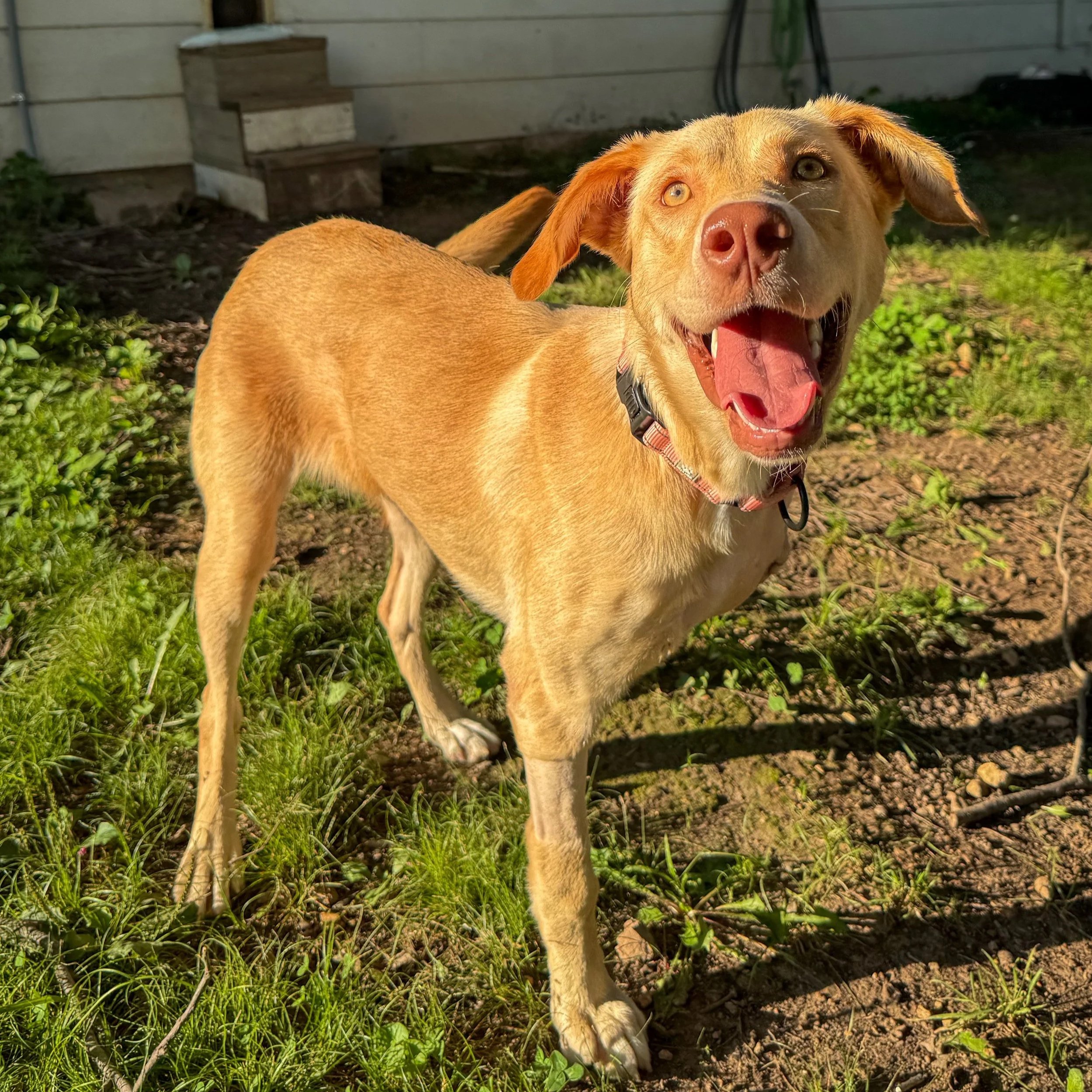 Three-legged yellow Labrador Retriever mix dog standing in the sun with her mouth open and tongue out