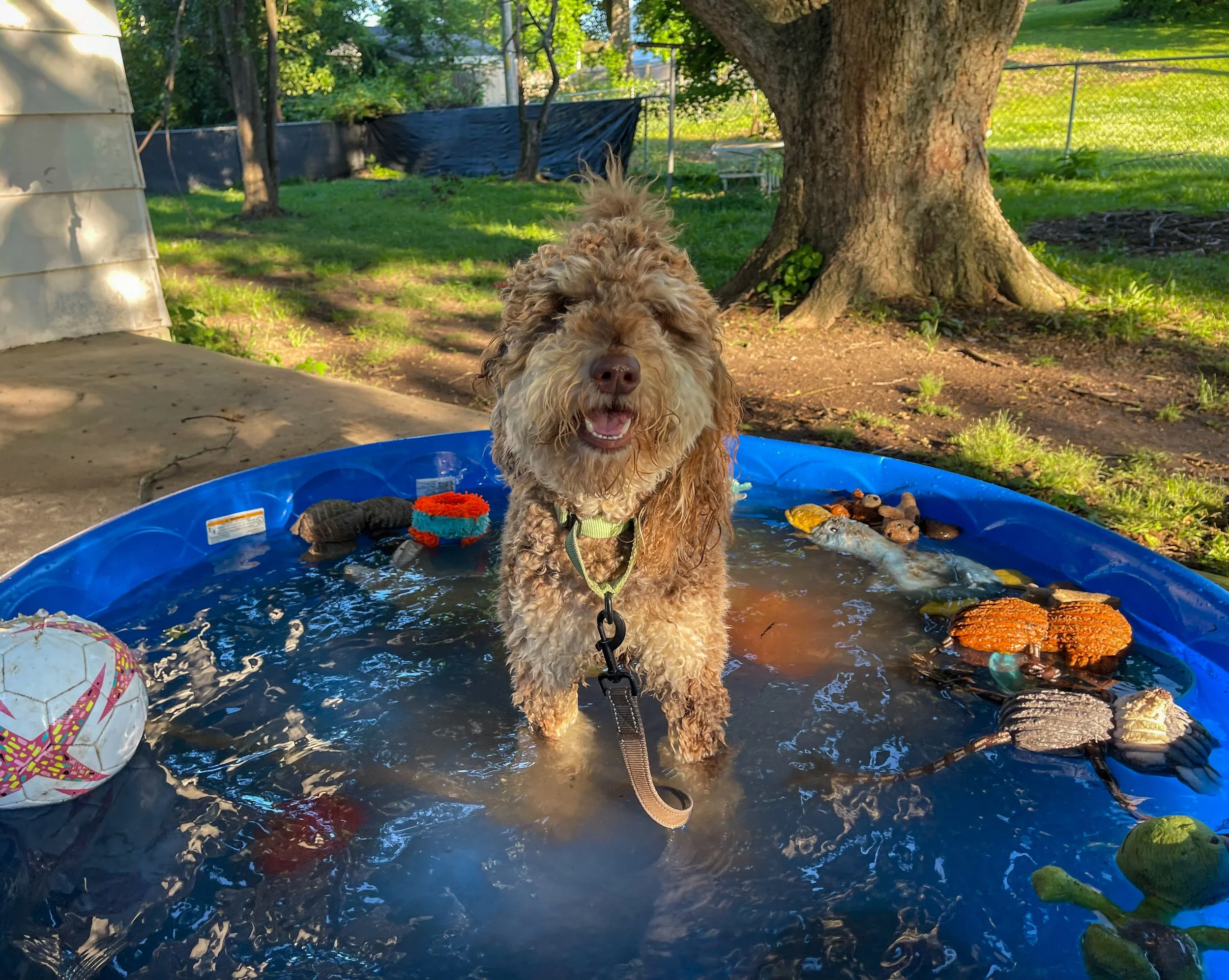 A brown and tan Poodle mix dog stands in a blue kiddie pool full of toys.