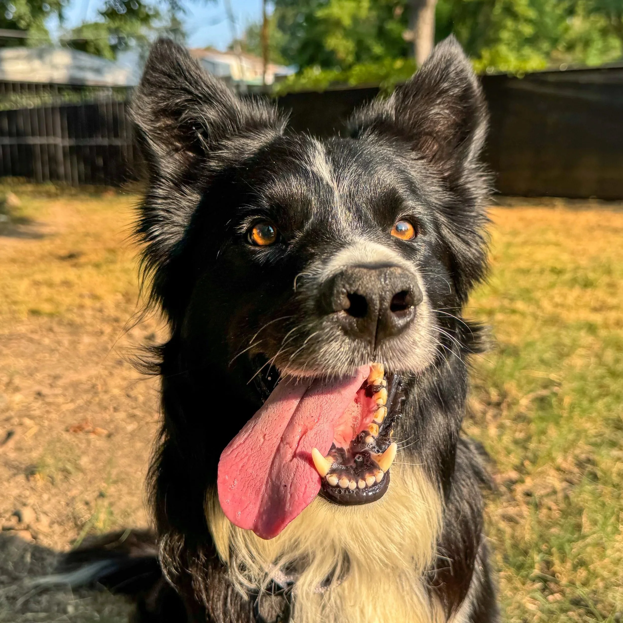 Black and white Border Collie dog sits in the grass with his tongue hanging out of the side of his mouth.