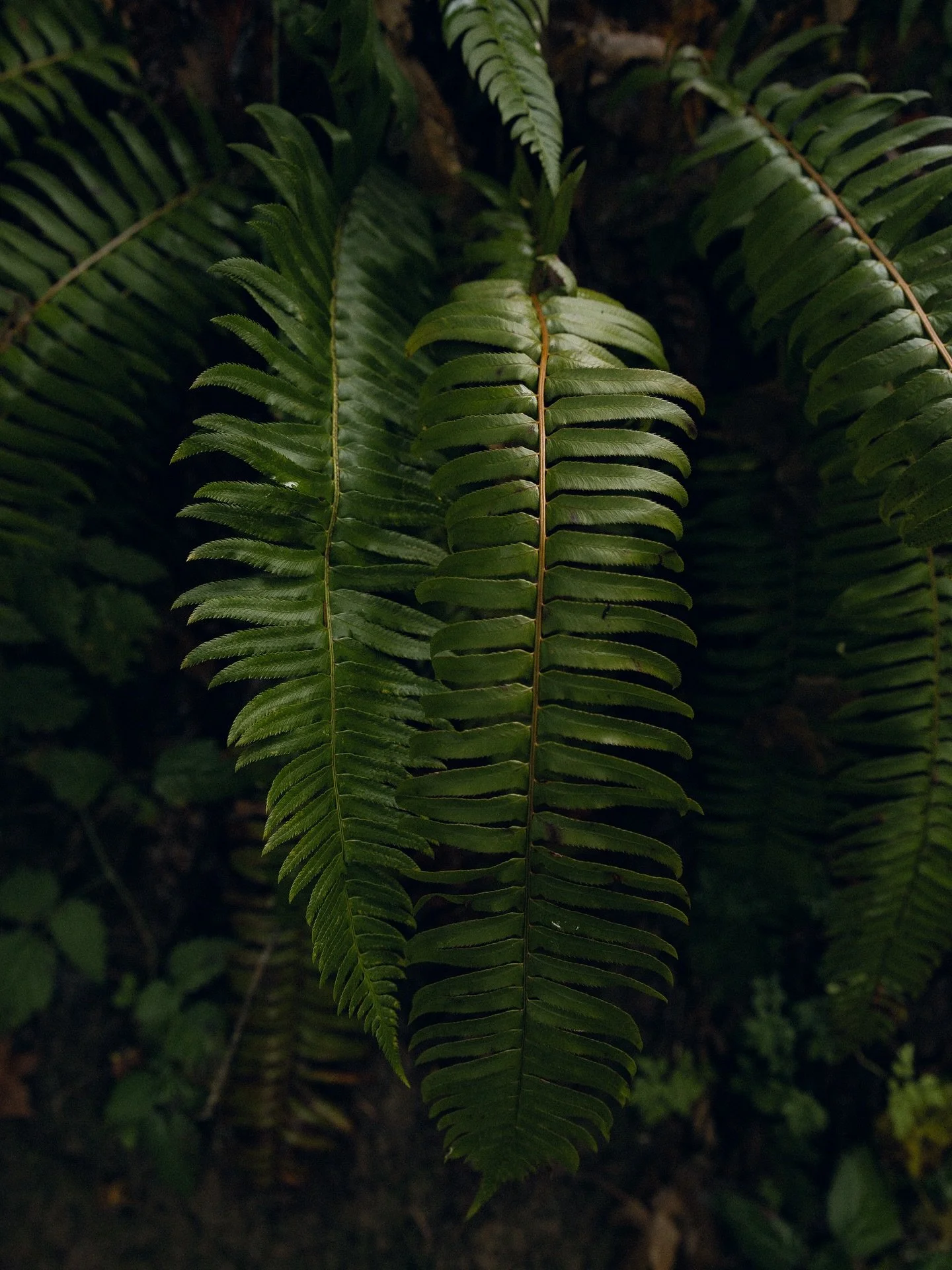 Greens for your feed 🌿🐍🥑🌱🌳🦎

Currently 20 hours into our drive across the country. I will be responding to emails and inquiries once we get settled into our apartment and have my calendar in front of me. Thank you guys for your patience during 