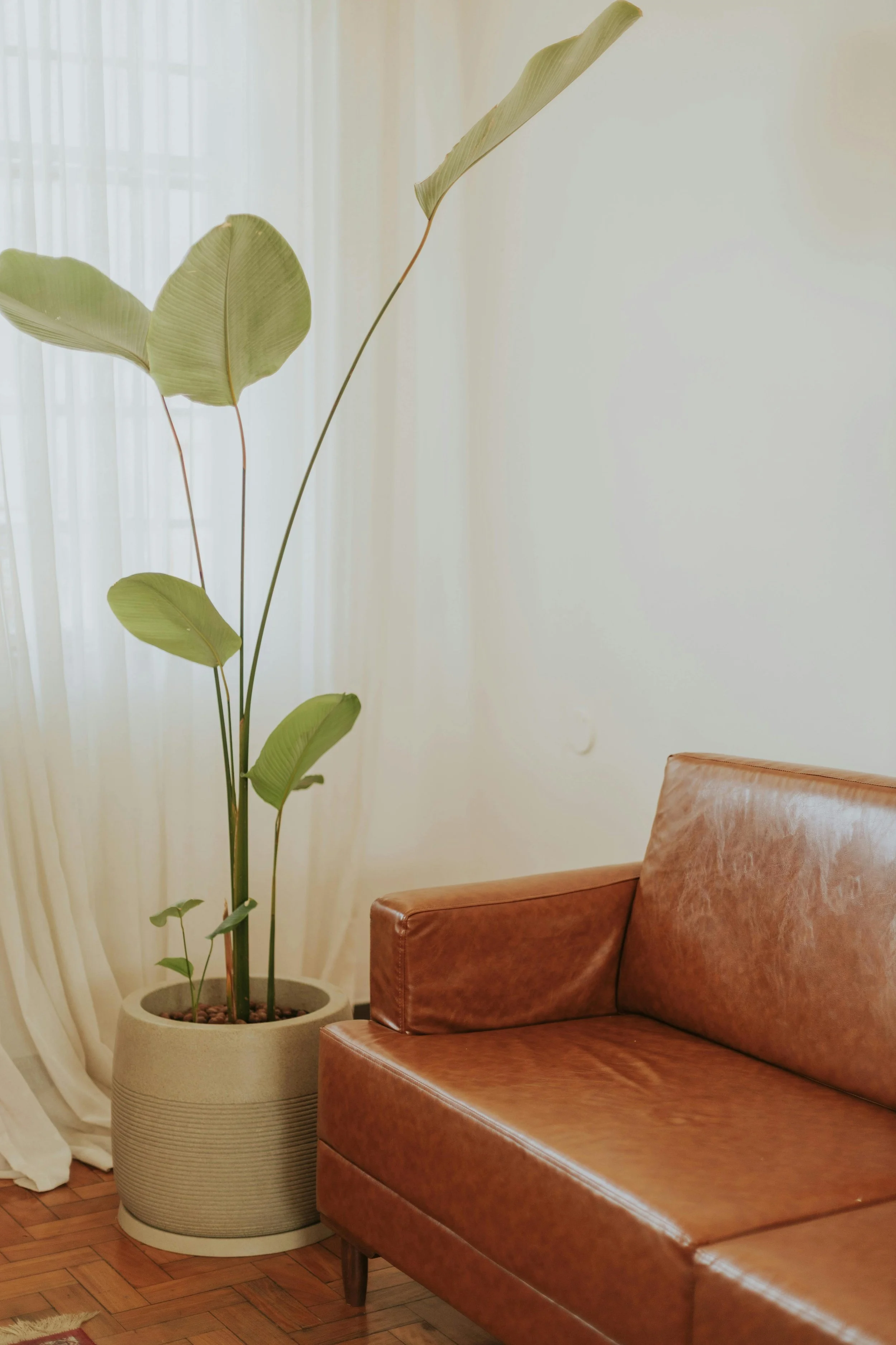 A tall potted plant with broad light green leaves stands next to a brown leather couch in a room with sheer white curtains and wooden flooring.